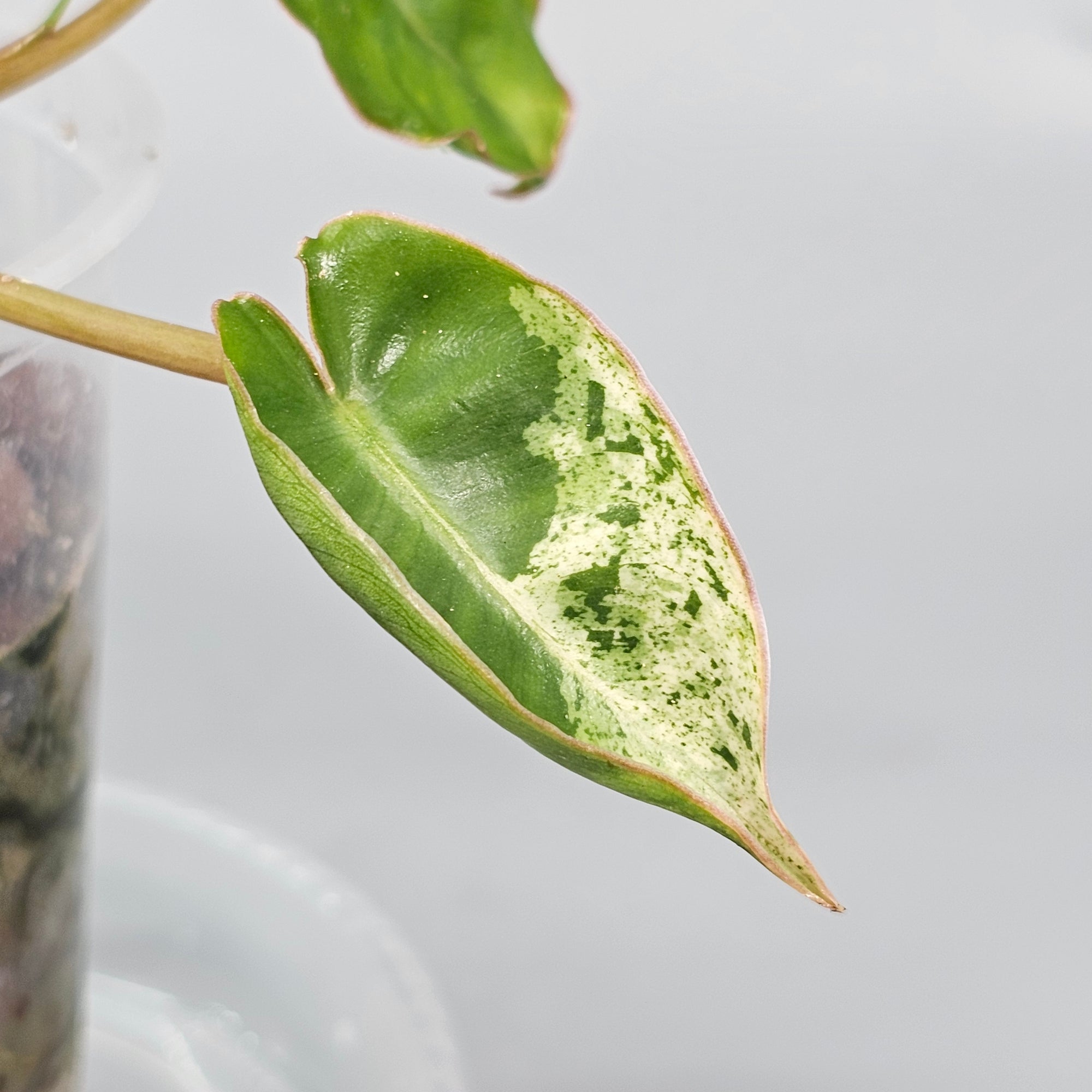 Philodendron Burle Marx marble reverted