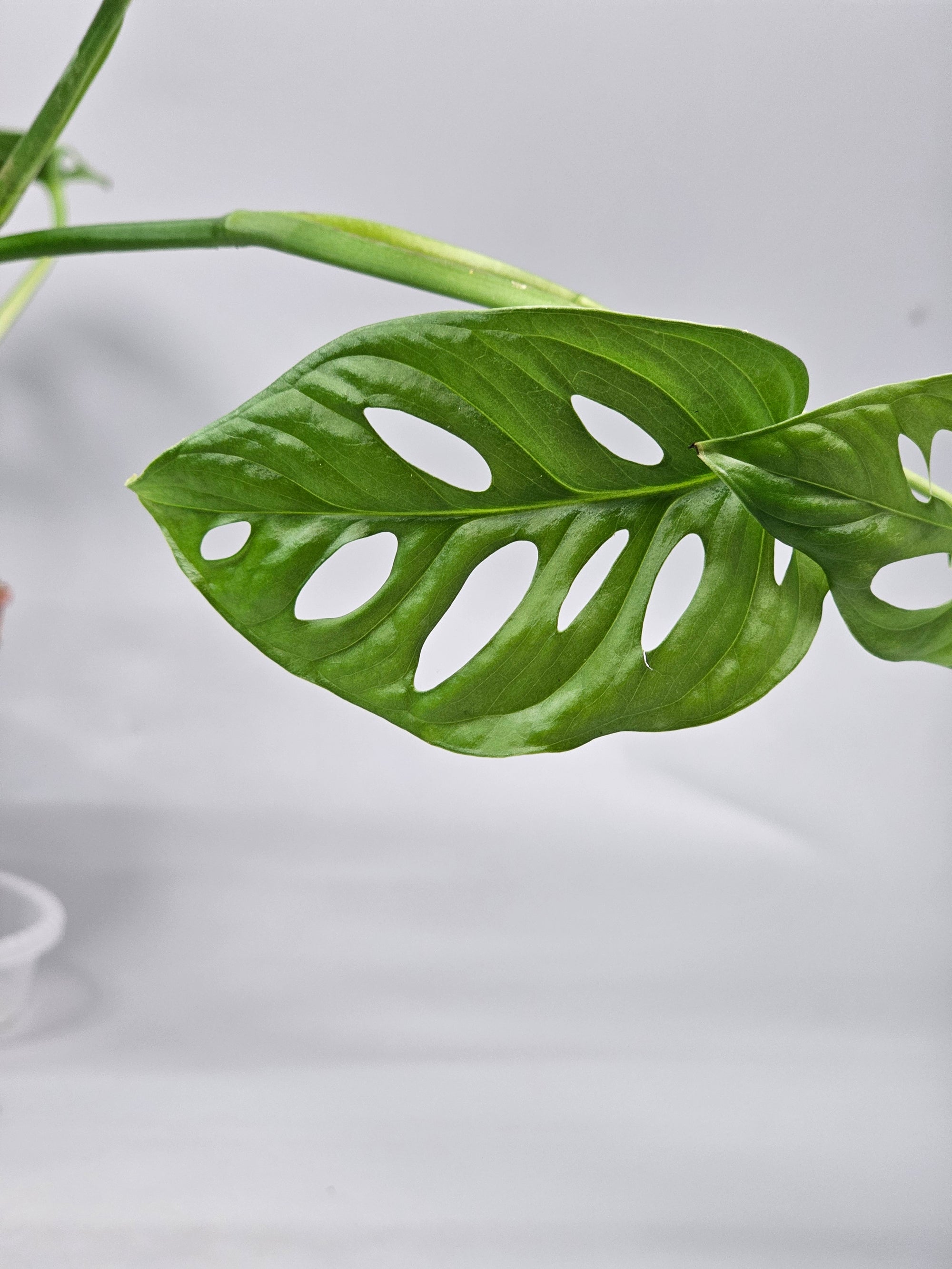 Monstera Adansonii 'variegata' - C | Rare Houseplants