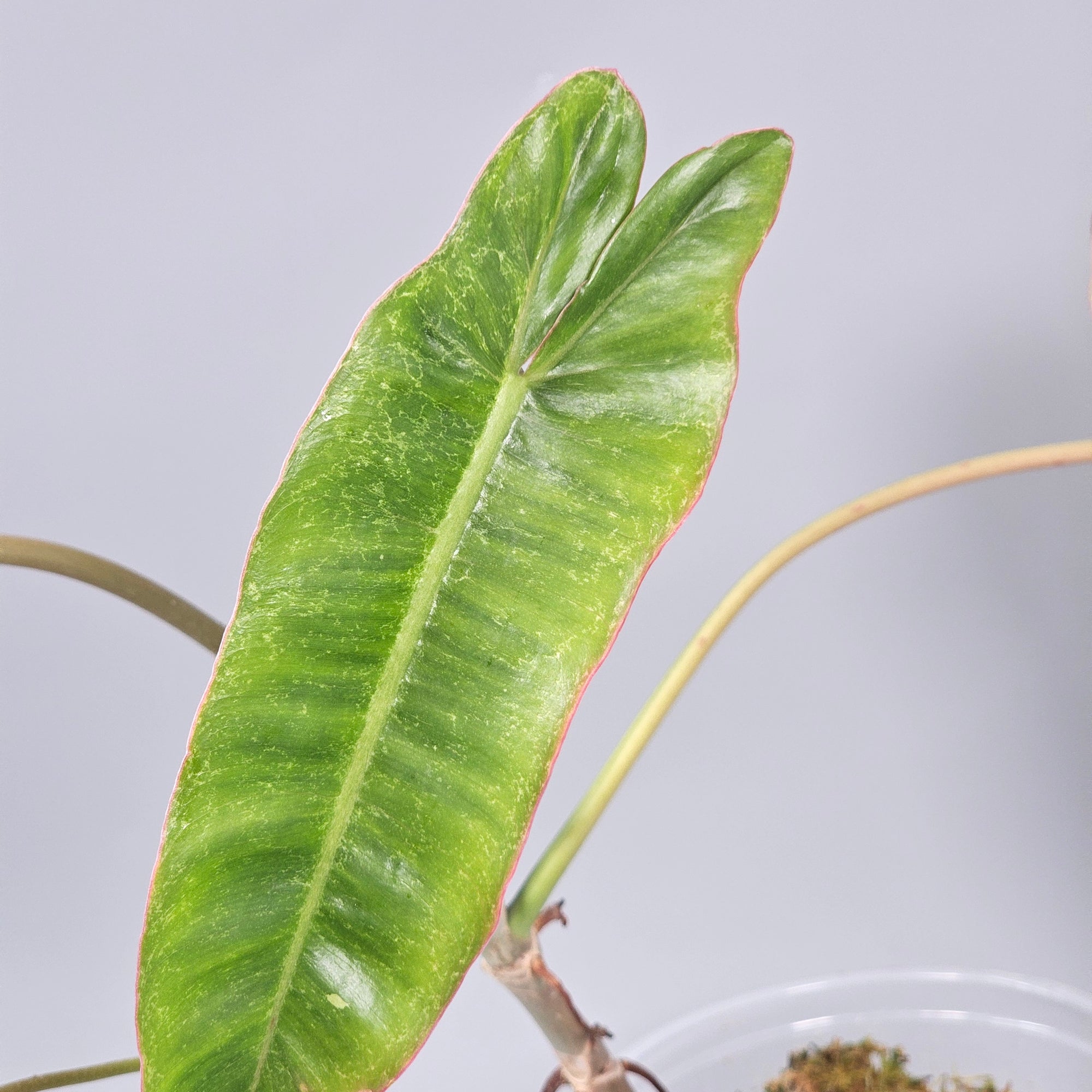 Philodendron paraiso verde