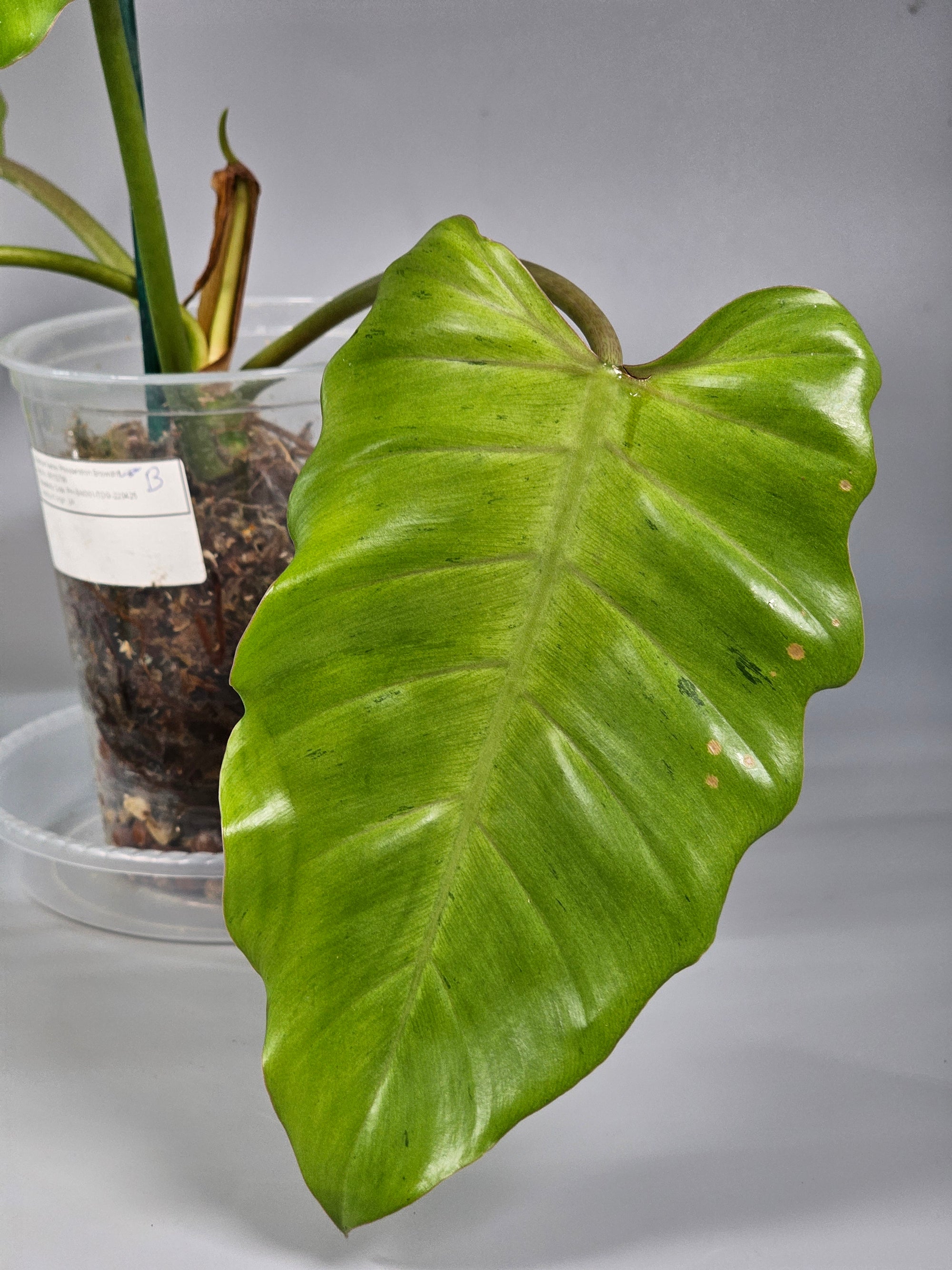 Philodendron Snowdrift - B | Rare Houseplants