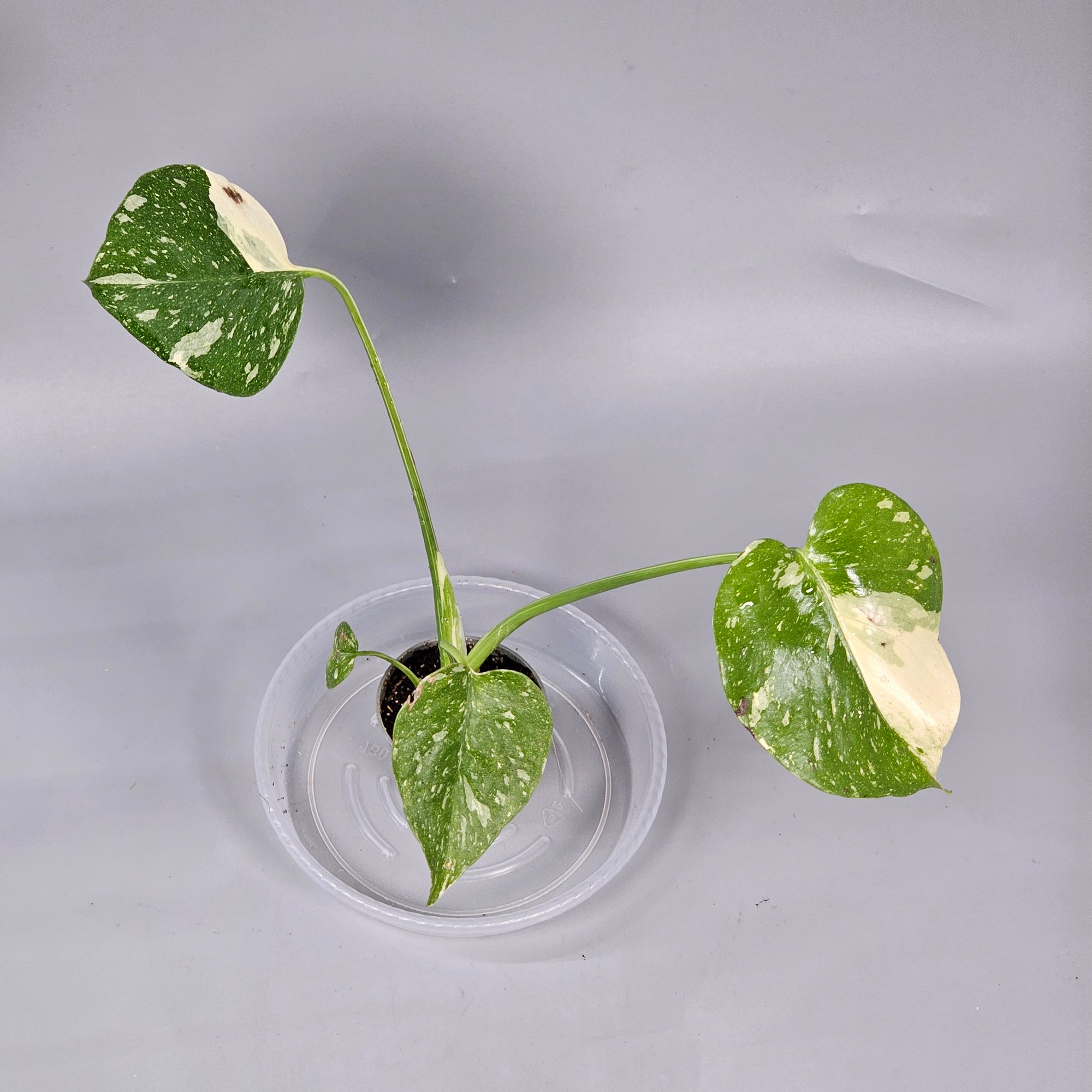 Monstera Thai Constellation