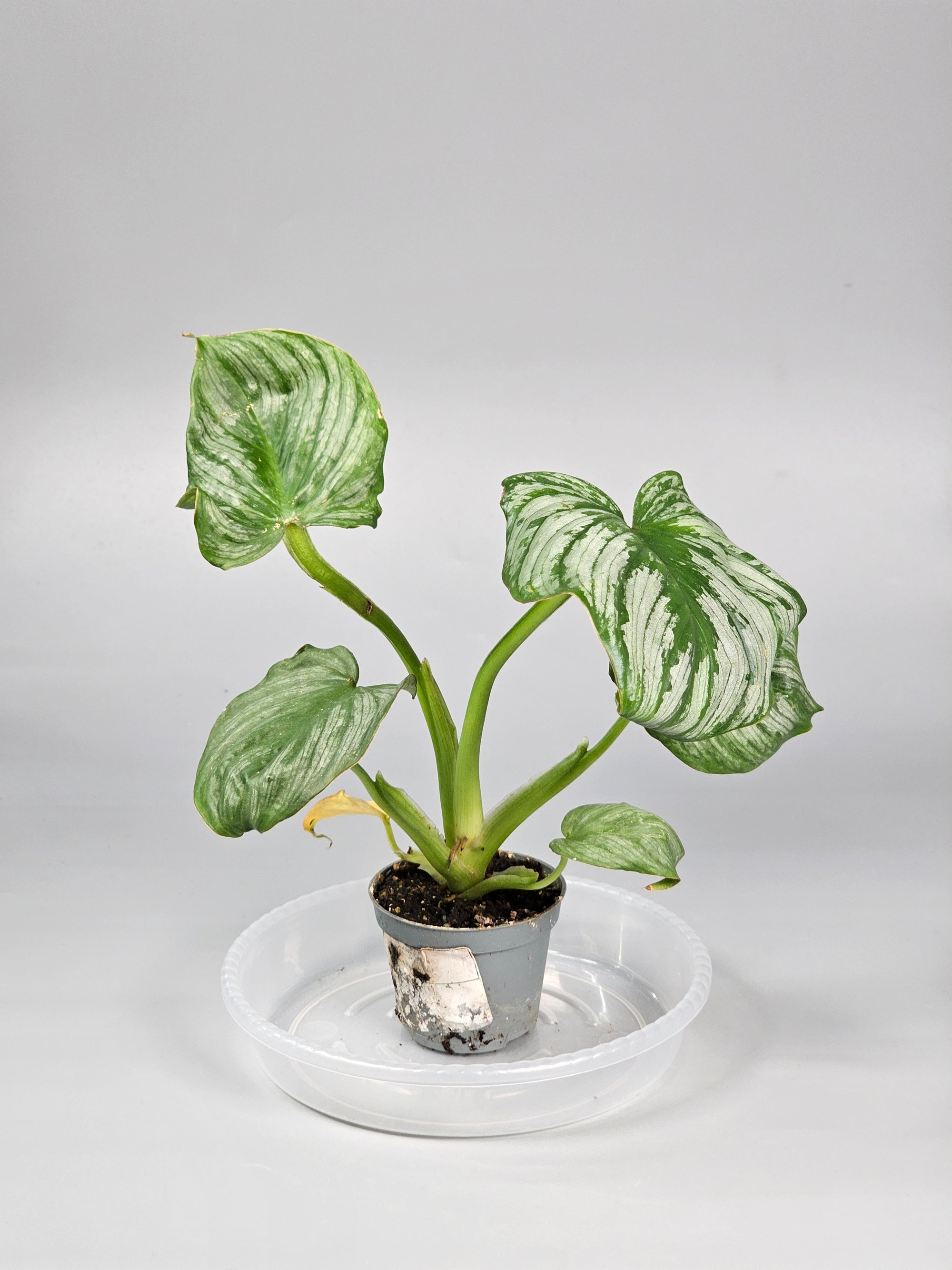 Philodendron Mamei - J | Rare Houseplants