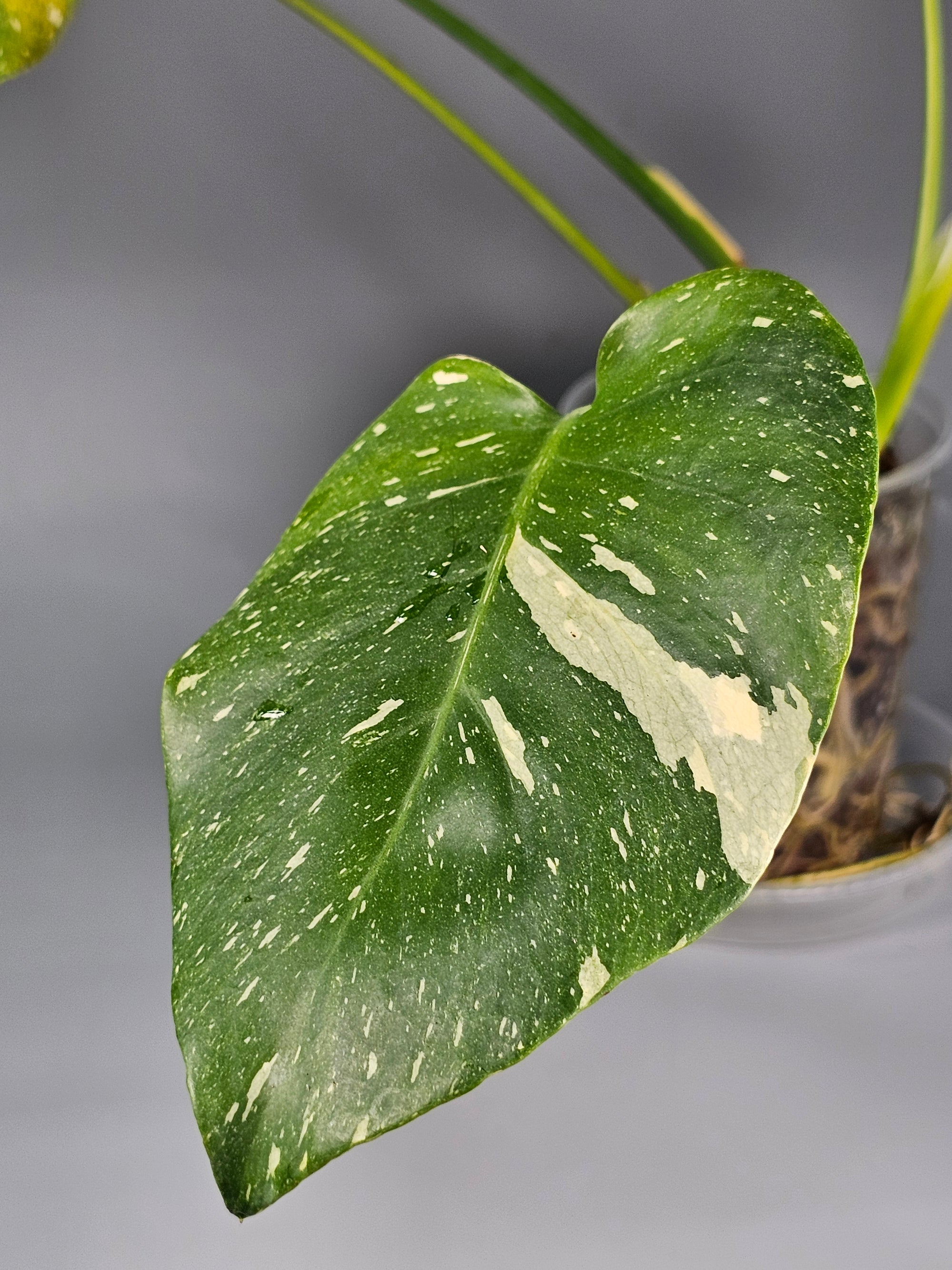 Monstera Deliciosa Var Thai Constellation - C | Rare Houseplants