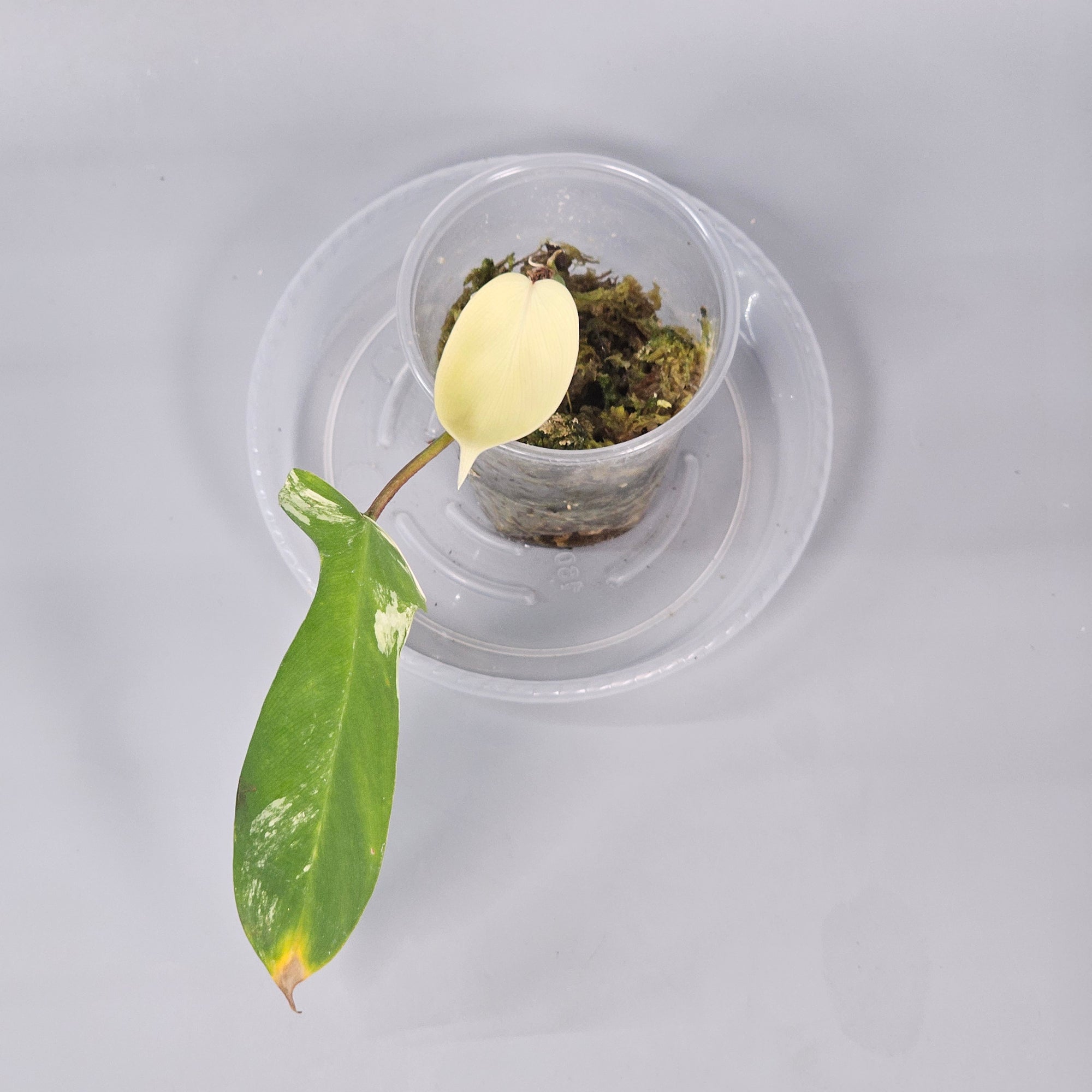 Philodendron Florida beauty