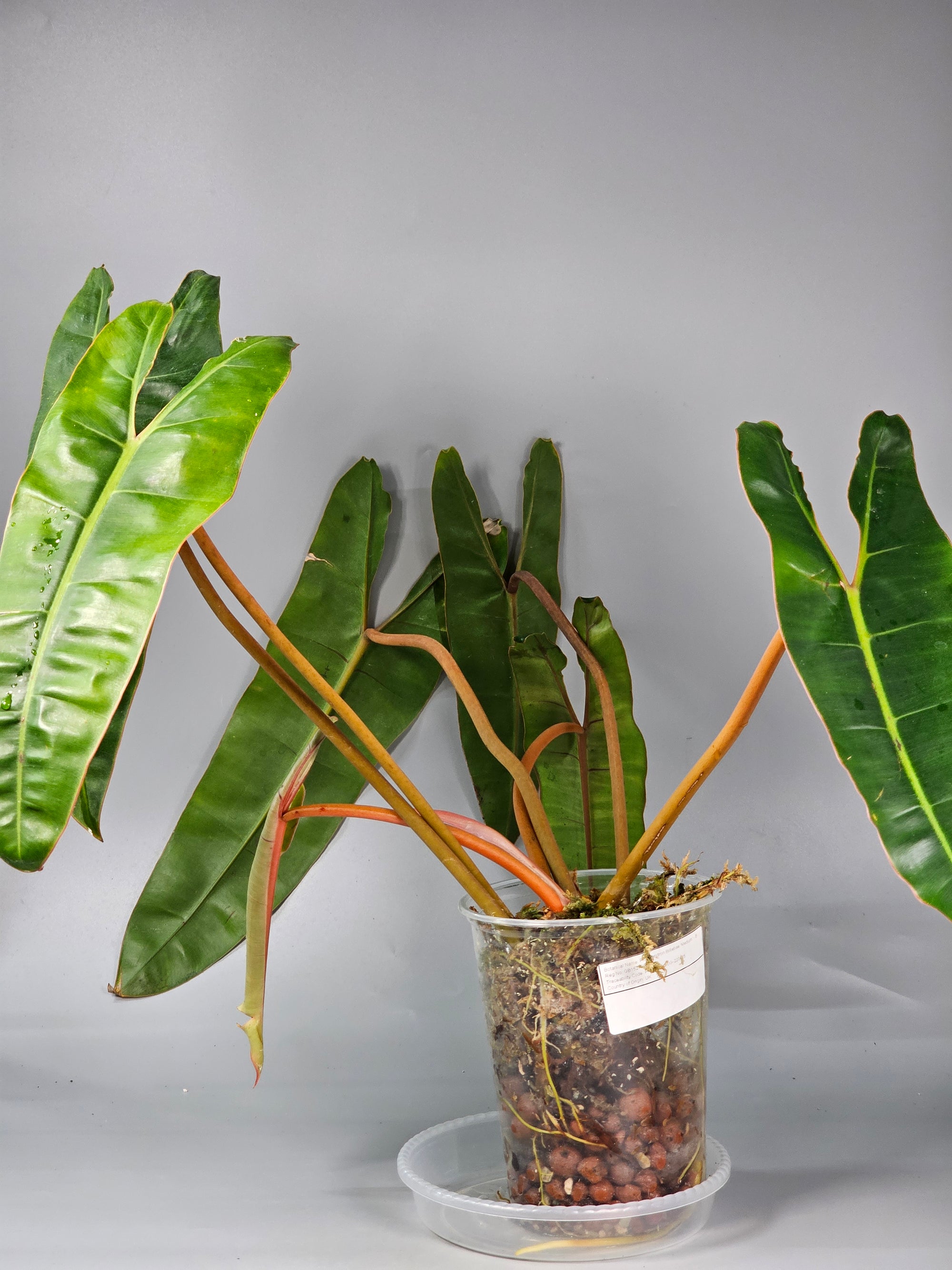 Philodendron Billietiae 'medium' - B | Rare Houseplants
