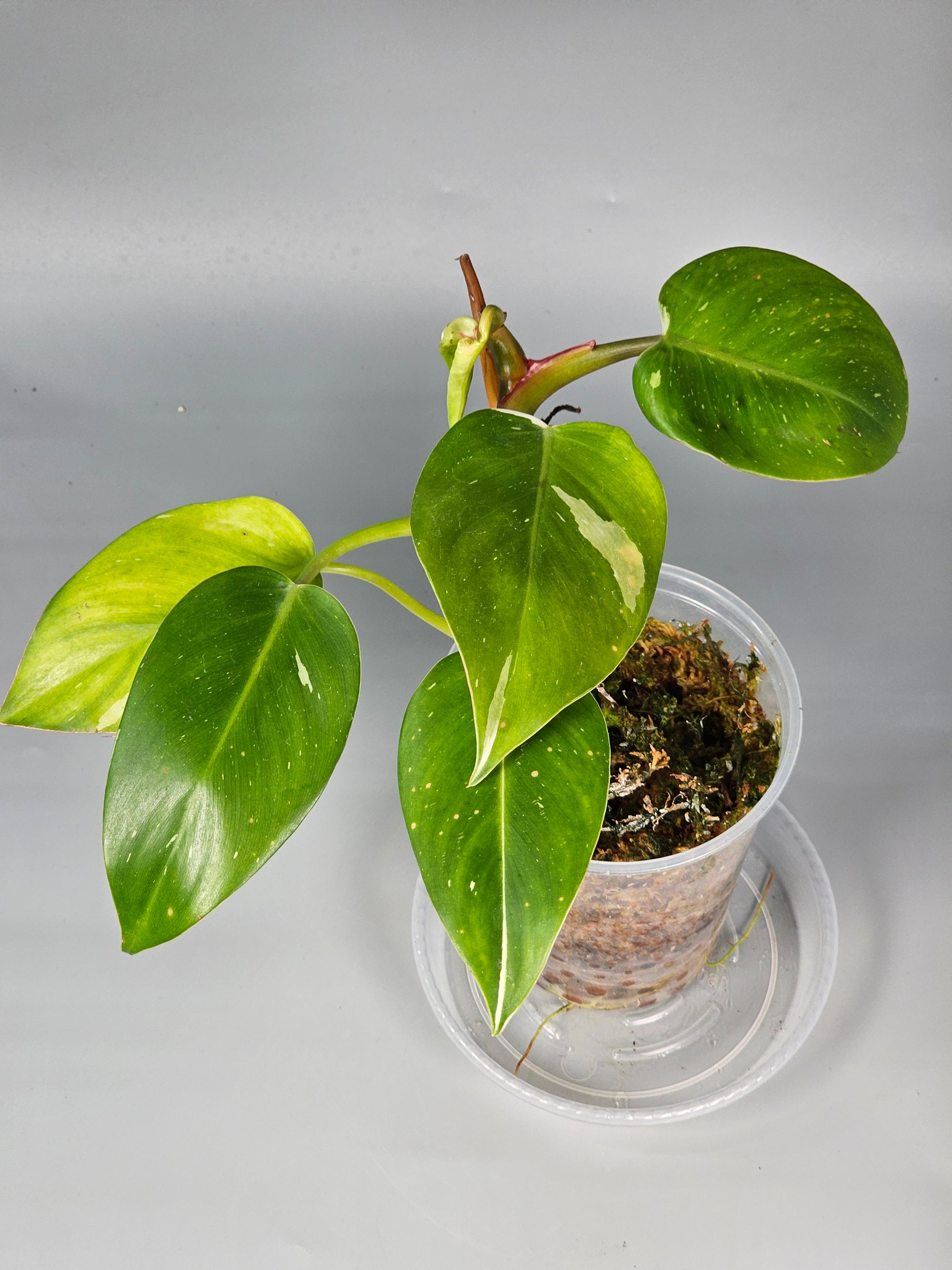 Philodendron White Princess - B | Rare Houseplants