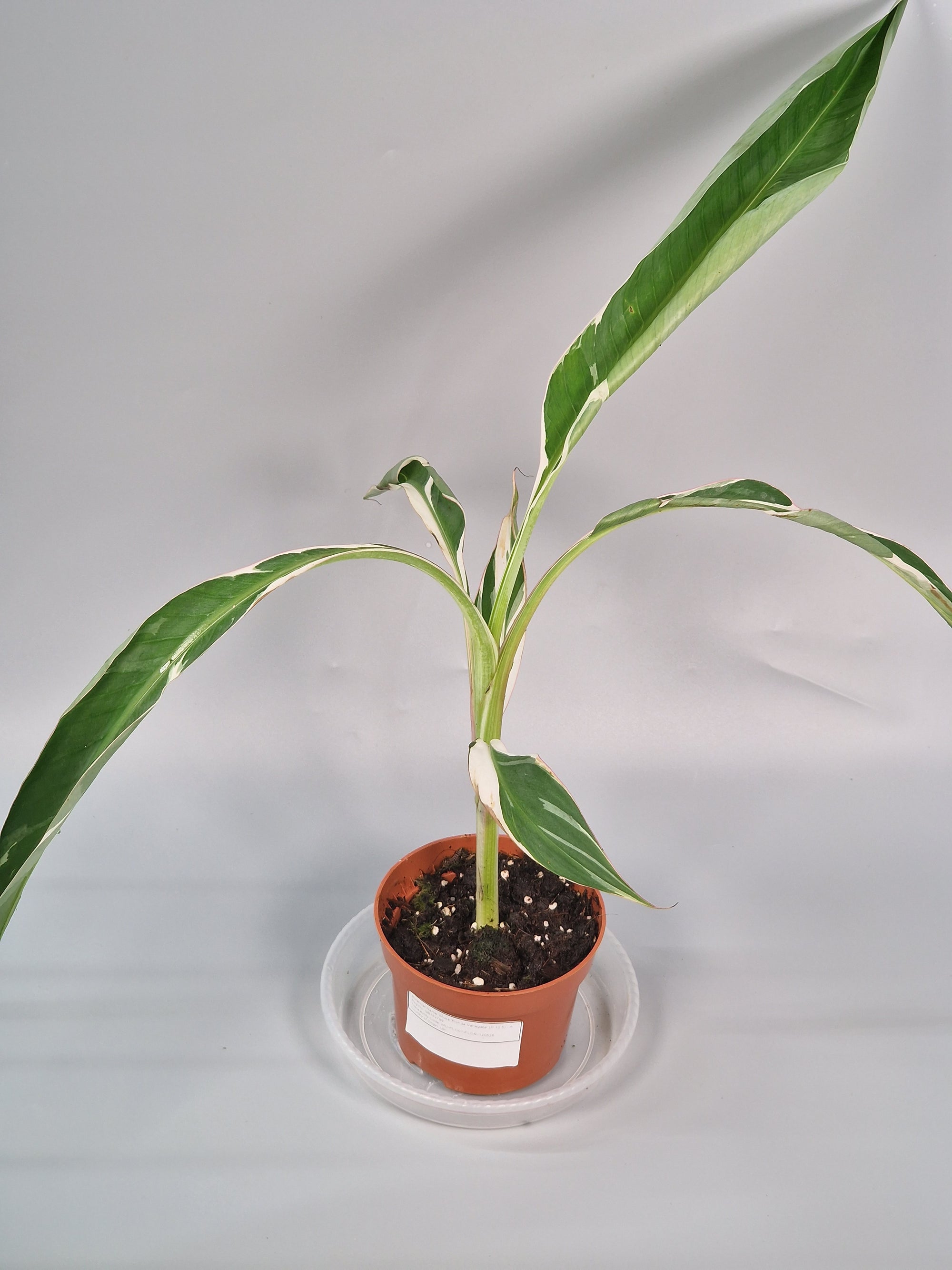 Musa 'florida Variegata' (p 10.5) - A | Rare Houseplants