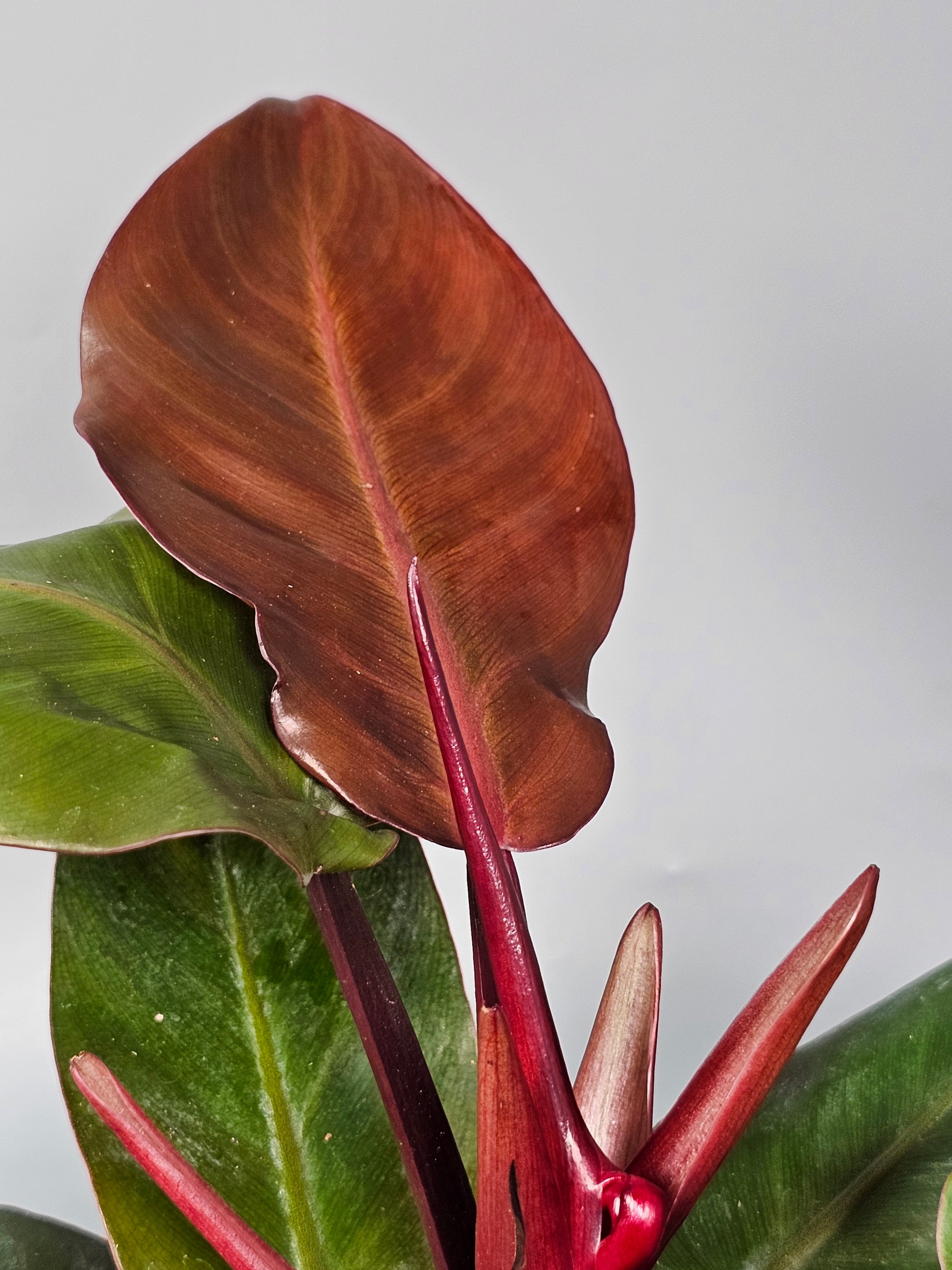 Philodendron Cherry Red - A | Rare Houseplants
