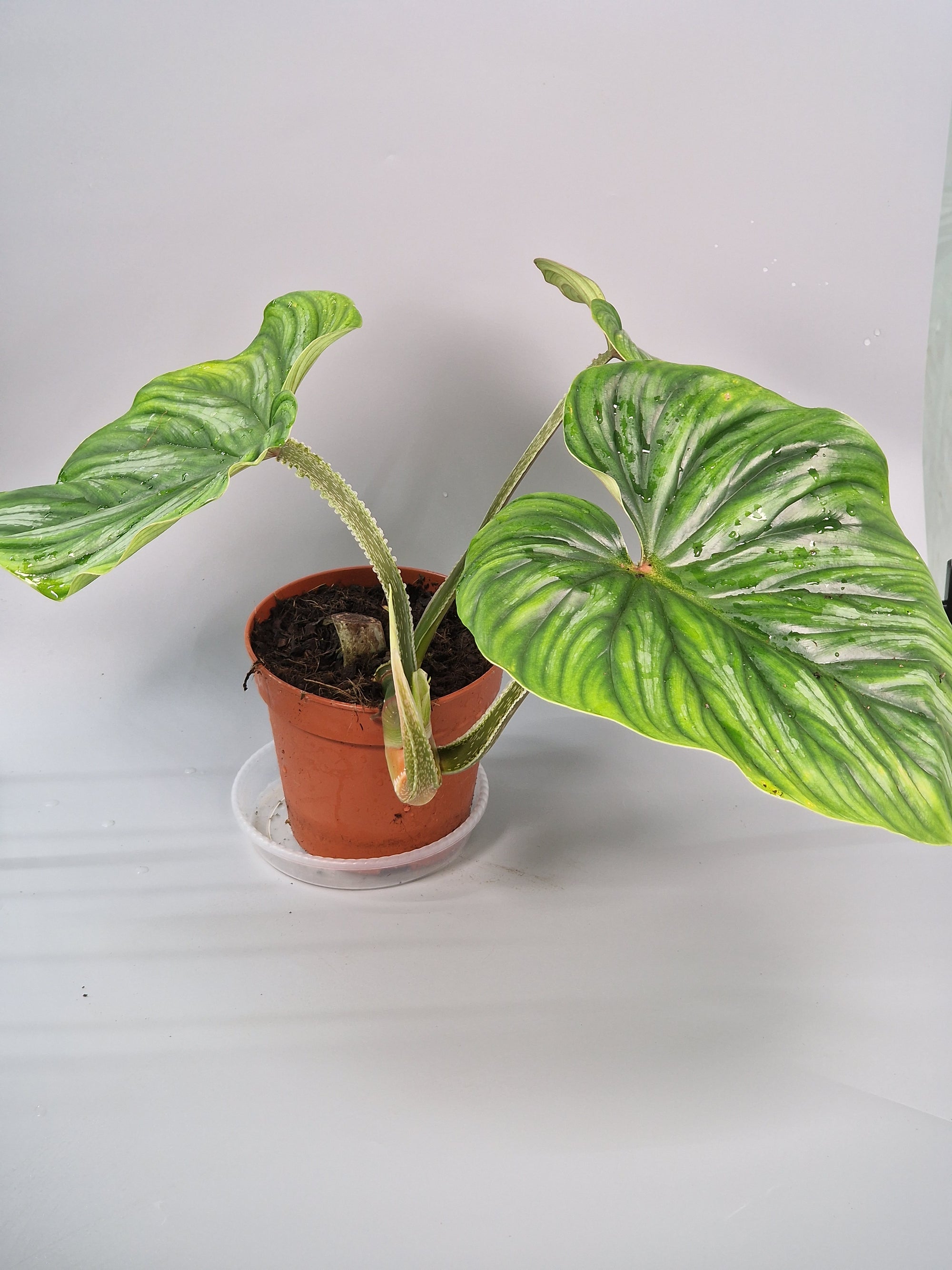 Philodendron Plowmanii - A | Rare Houseplants