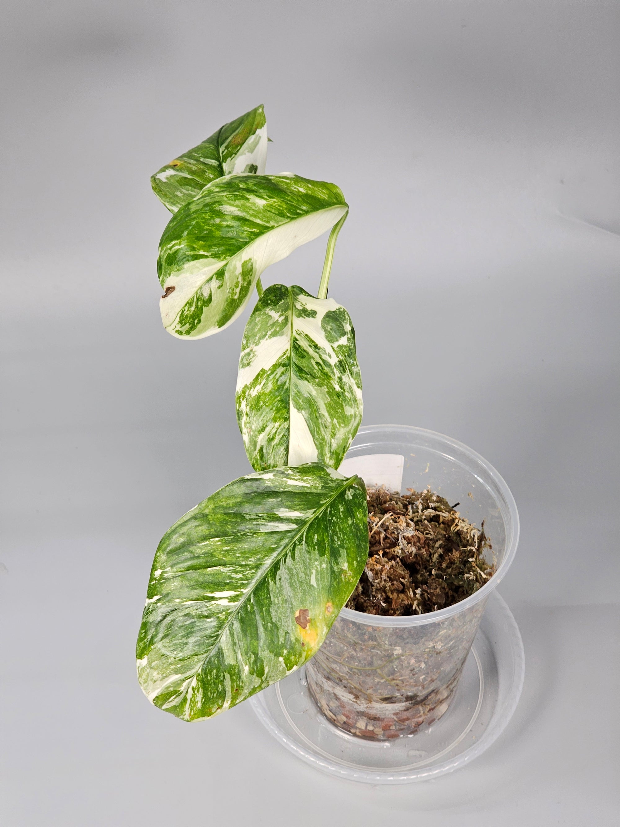 Monstera Lechleriana Variegated - D | Rare Houseplants