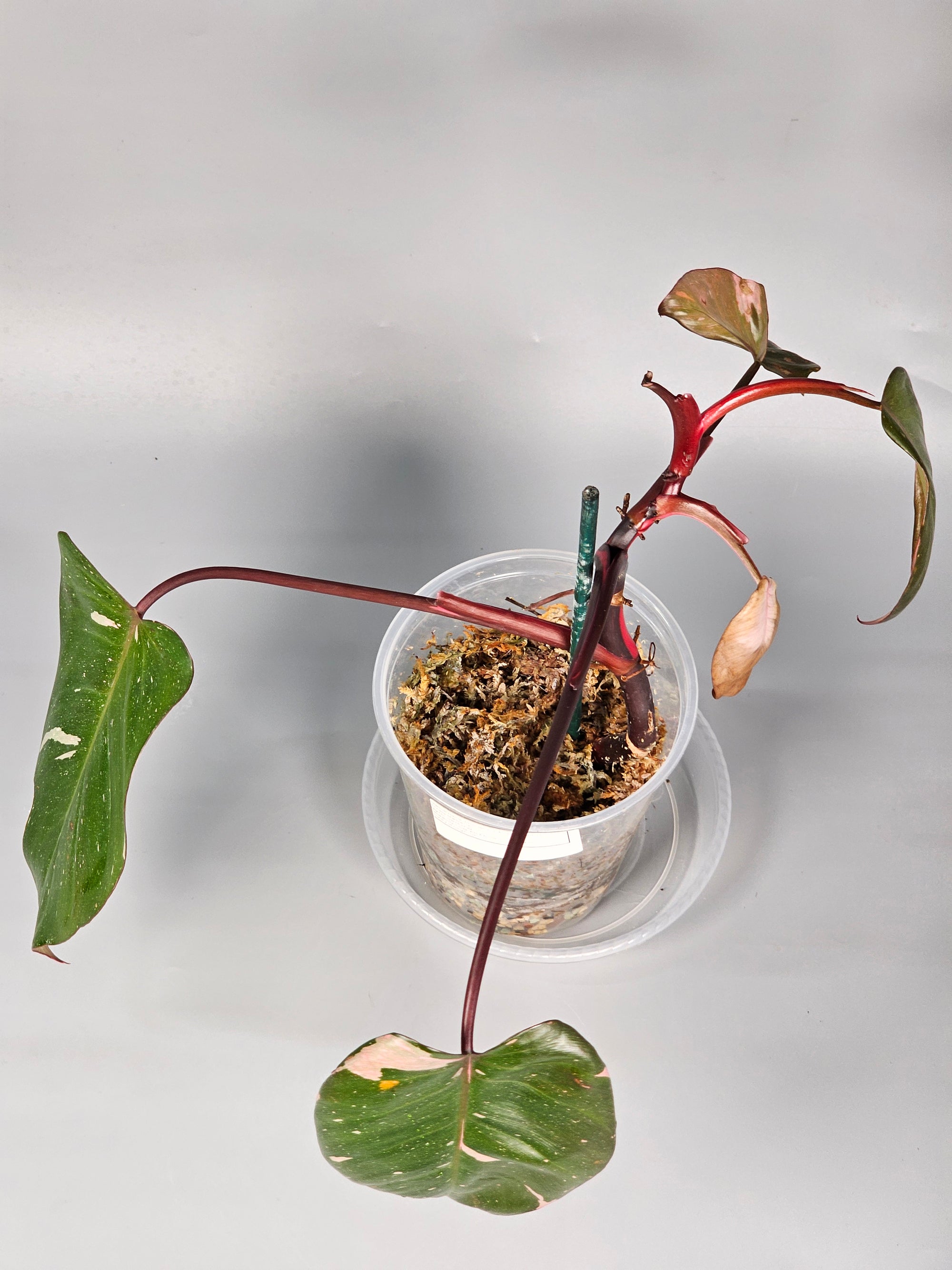 Philodendron Erubescens Pink Princess Marble - A | Rare Houseplants