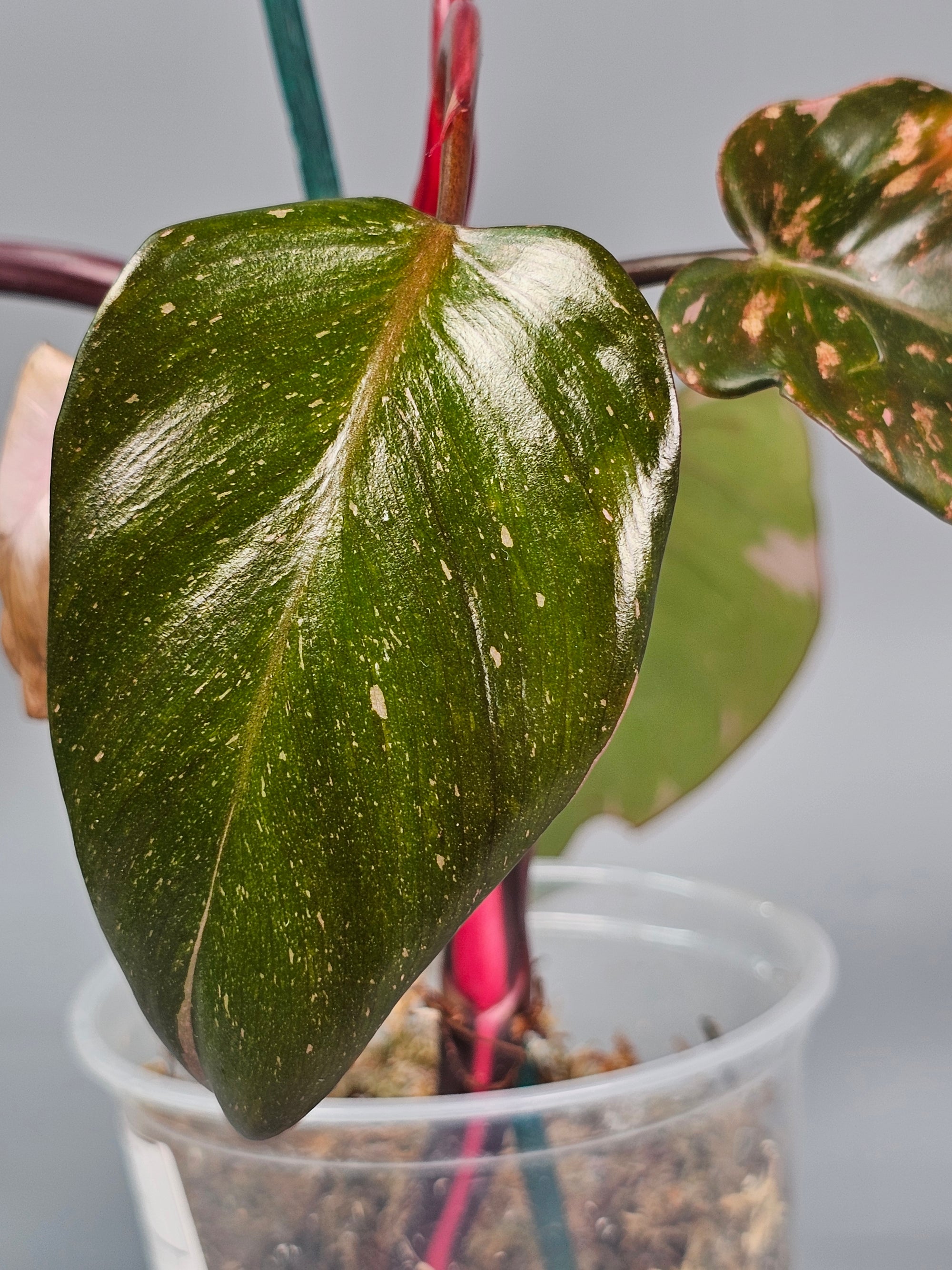Philodendron Erubescens Pink Princess Marble - A | Rare Houseplants