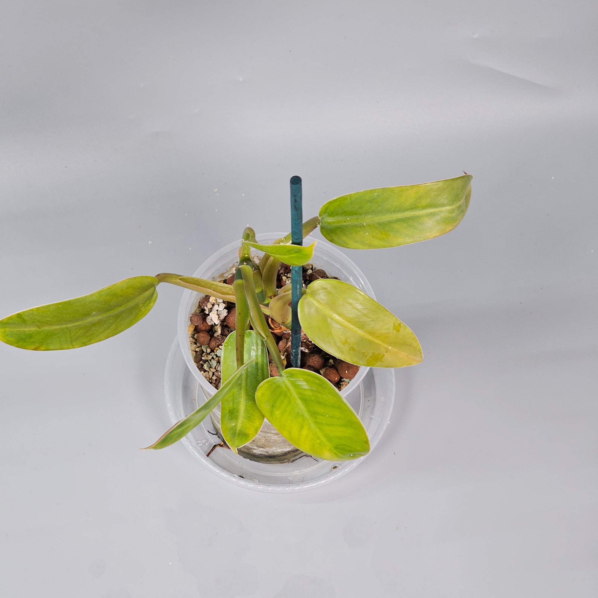 Philodendron Domesticum