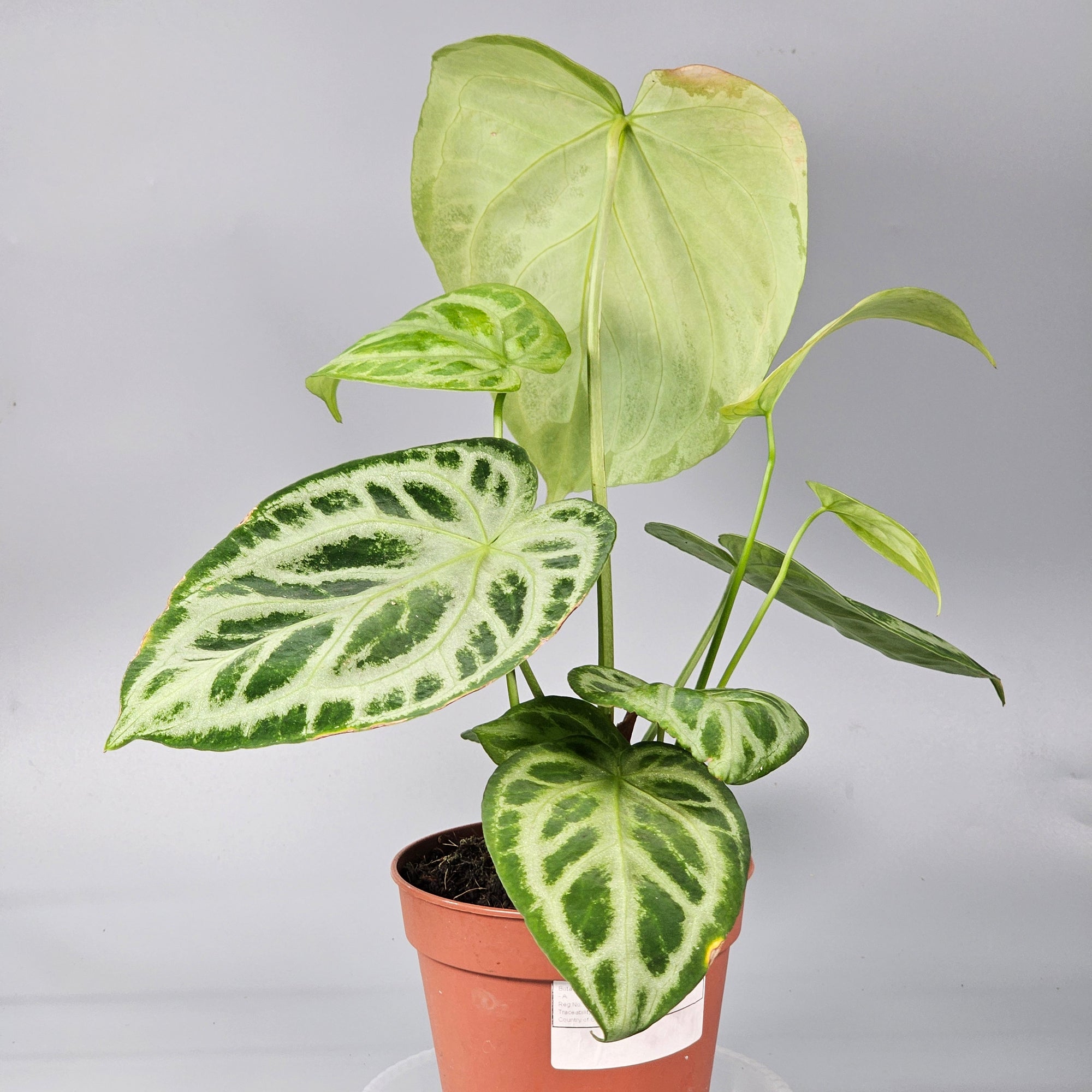 Anthurium Crystallinum `Silver Blush` A