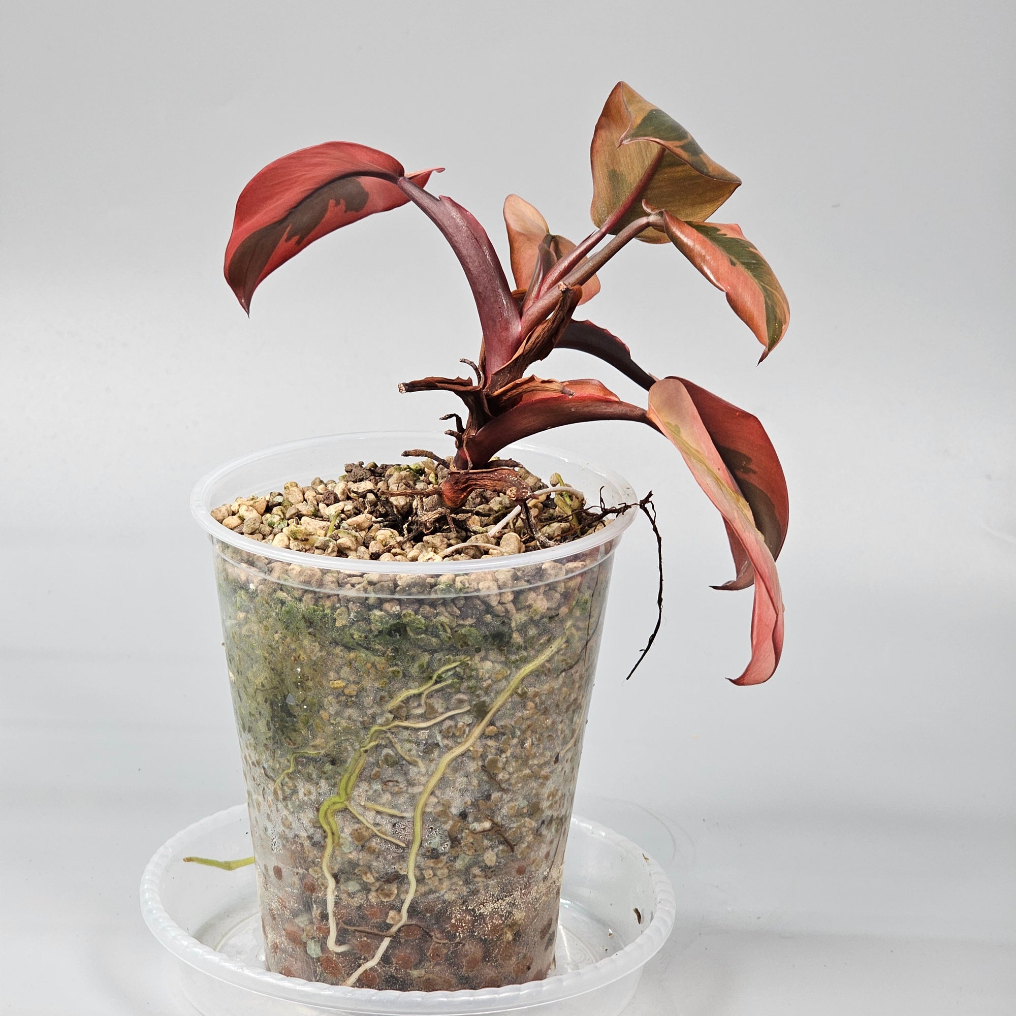 Philodendron black cardinal variegated 1
