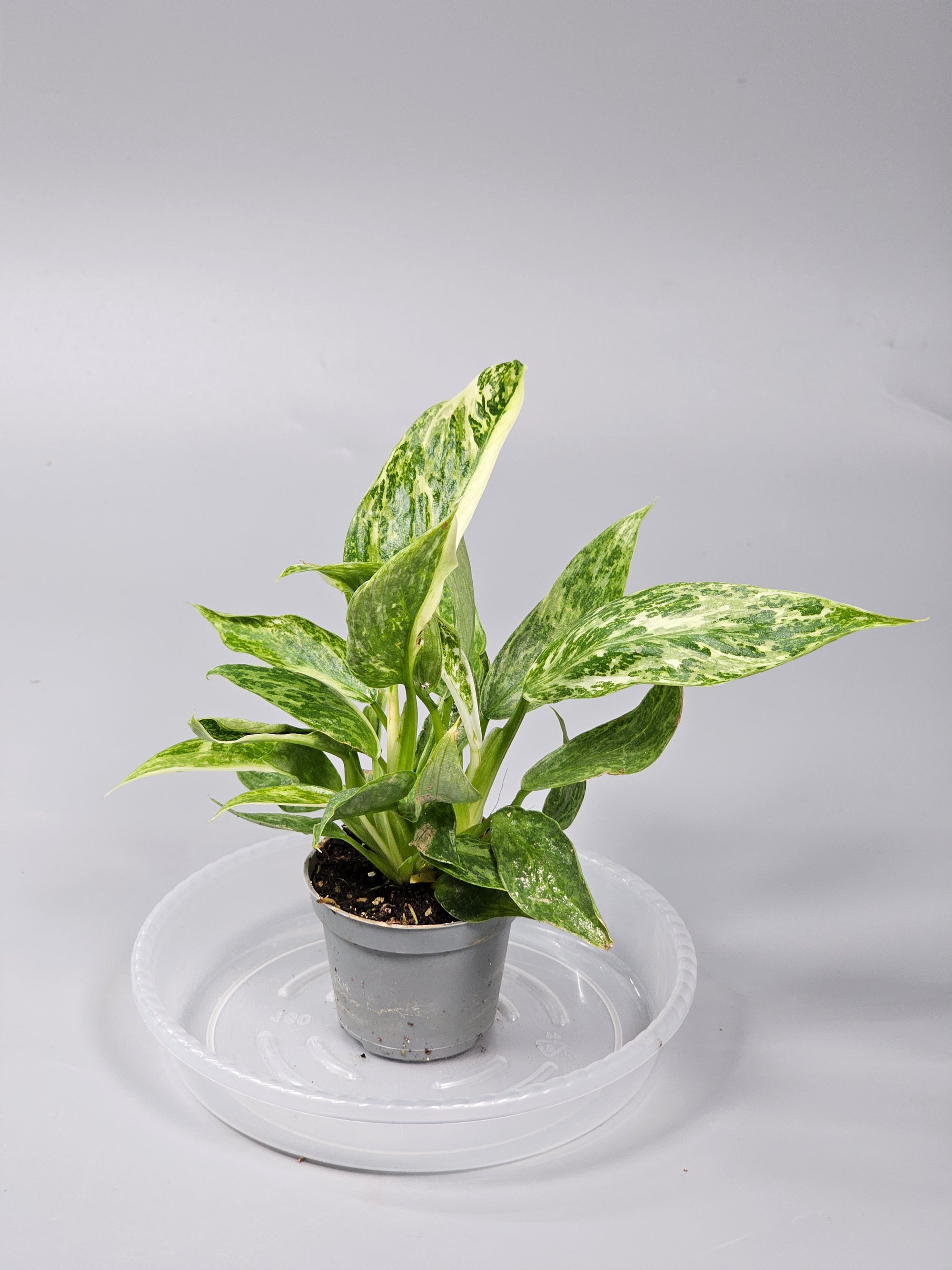 Philodendron 'jose Buono' - I | Rare Houseplants