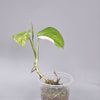 Monstera Lechleriana Variegated