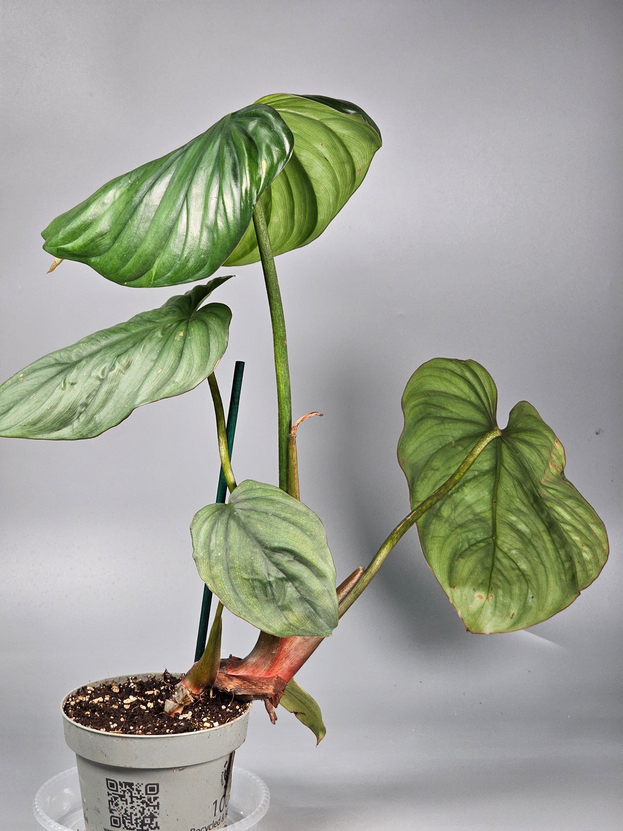 Philodendron Sp Colombia - G | Rare Houseplants