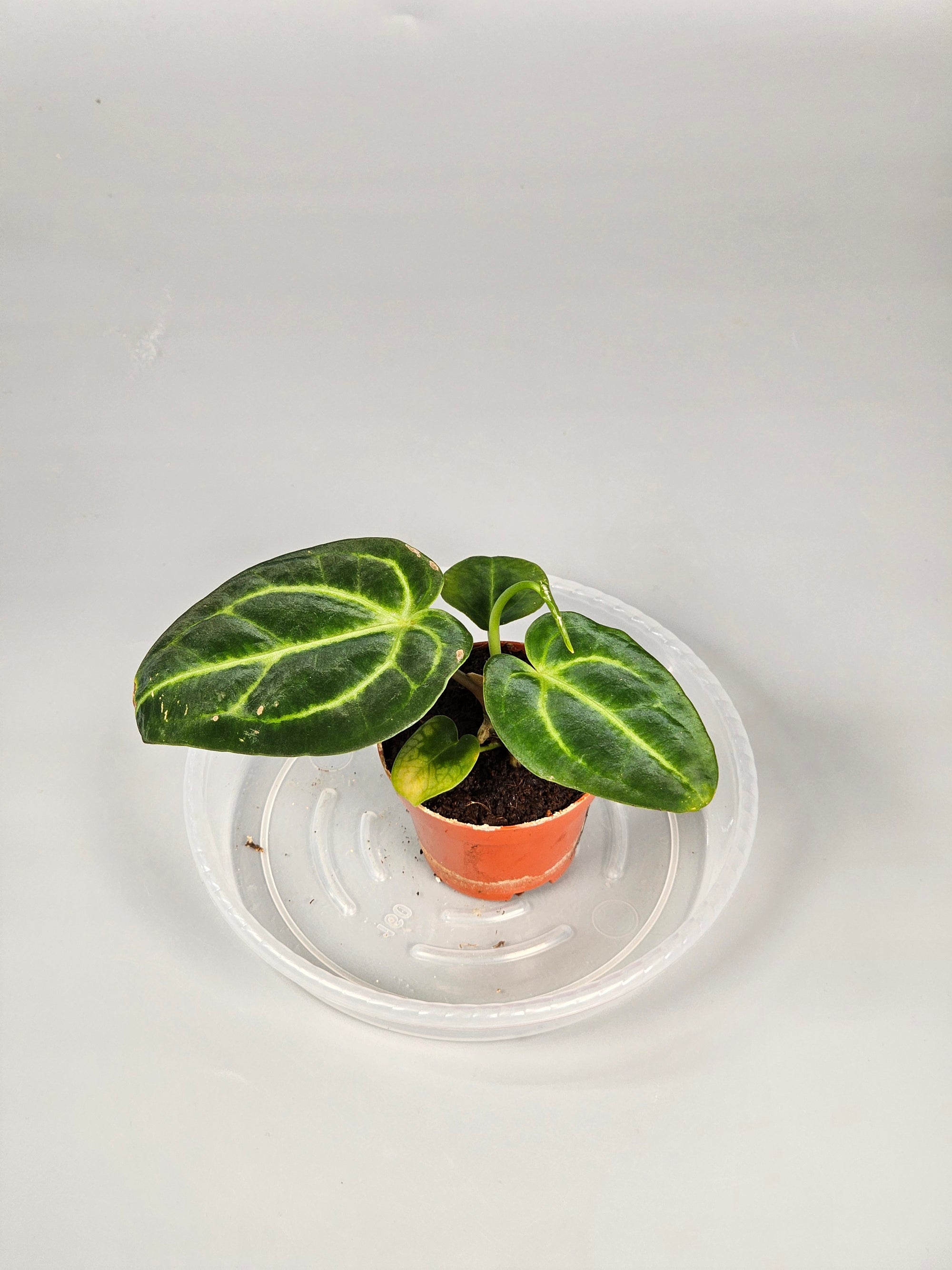Anthurium Regale - O | Rare Houseplants