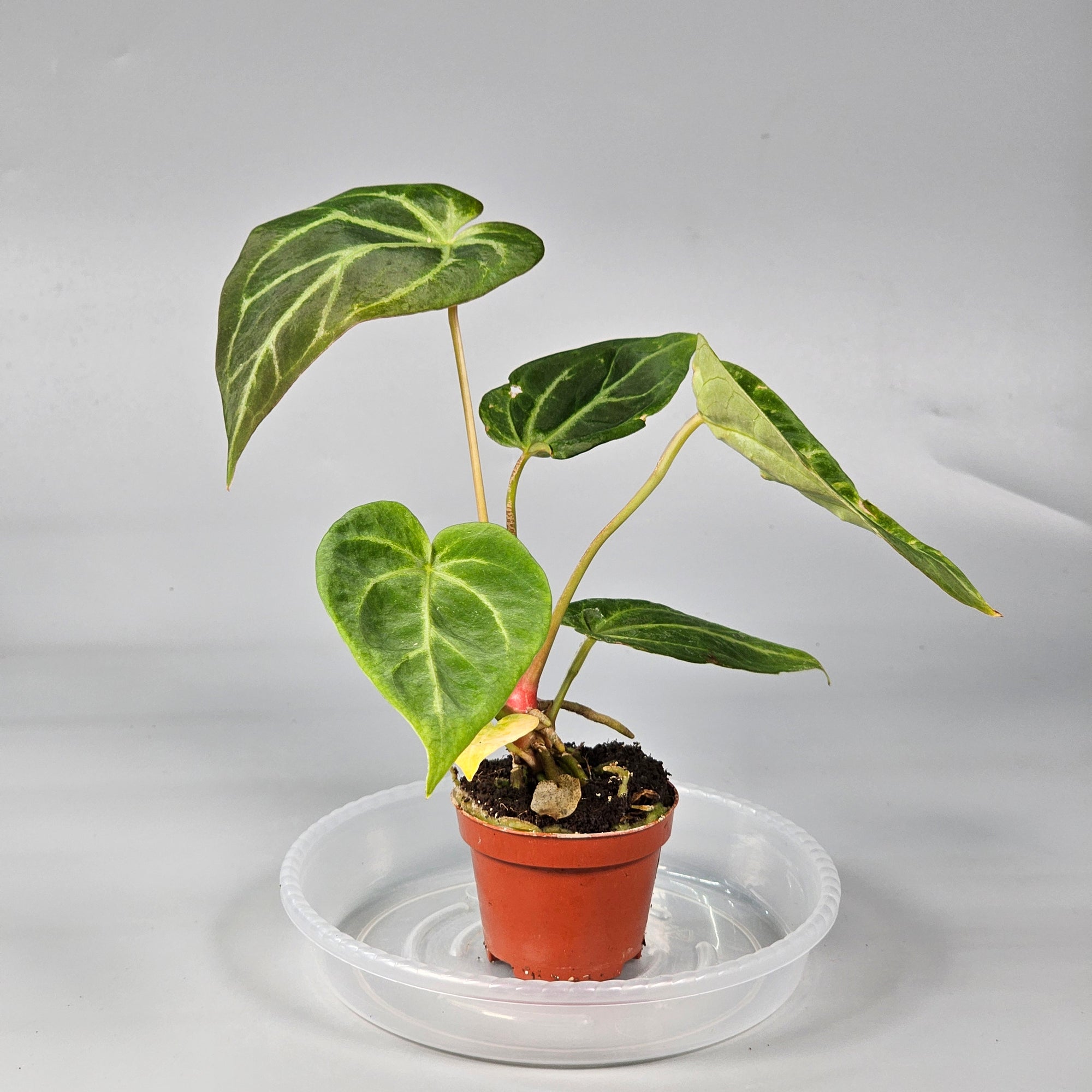 Anthurium Magnificum N