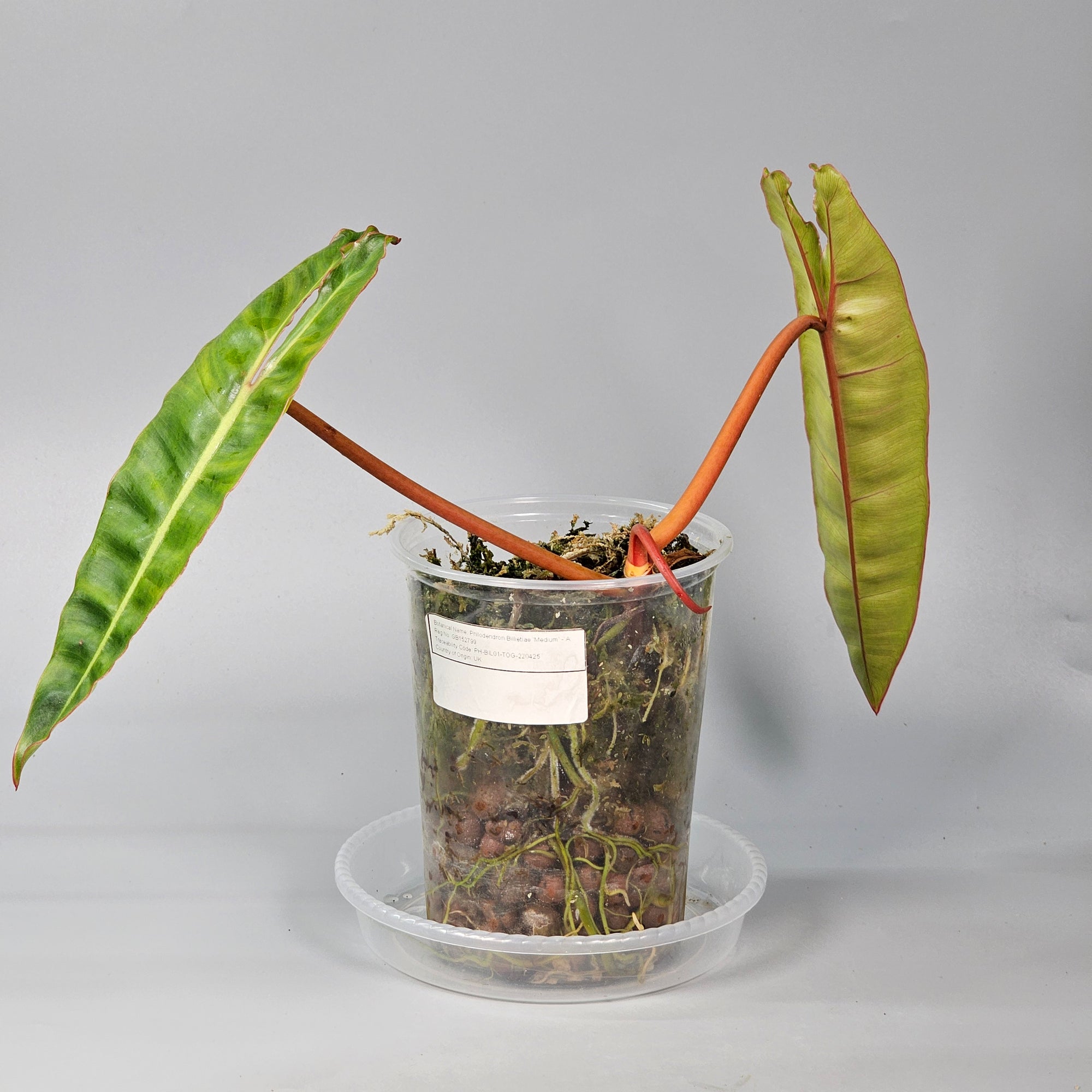 Philodendron Billietiae Medium A