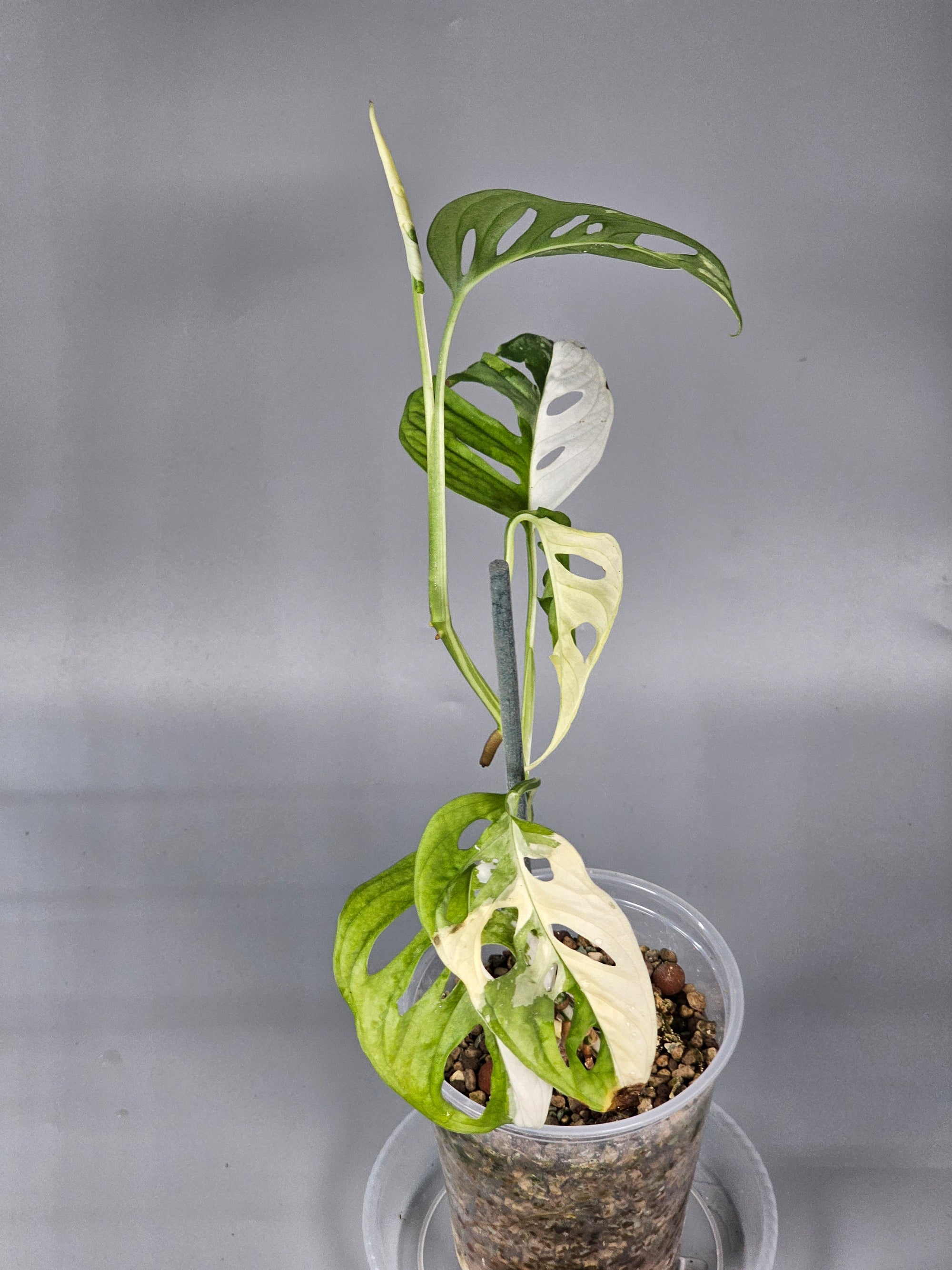 Monstera Adansonii Albo Variegated - A | Rare Houseplants