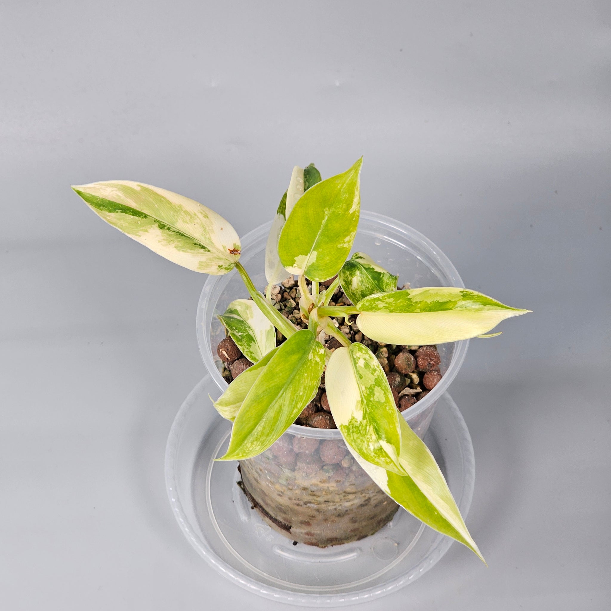 Philodendron Domesticum high variegation 1