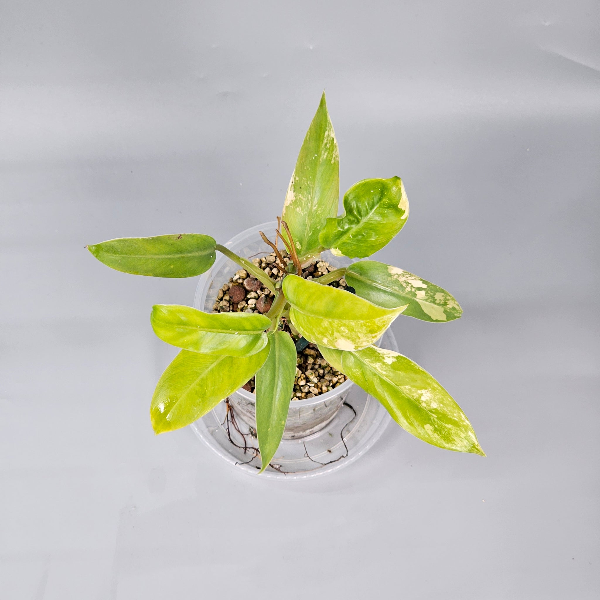 Philodendron Domesticum Variegated