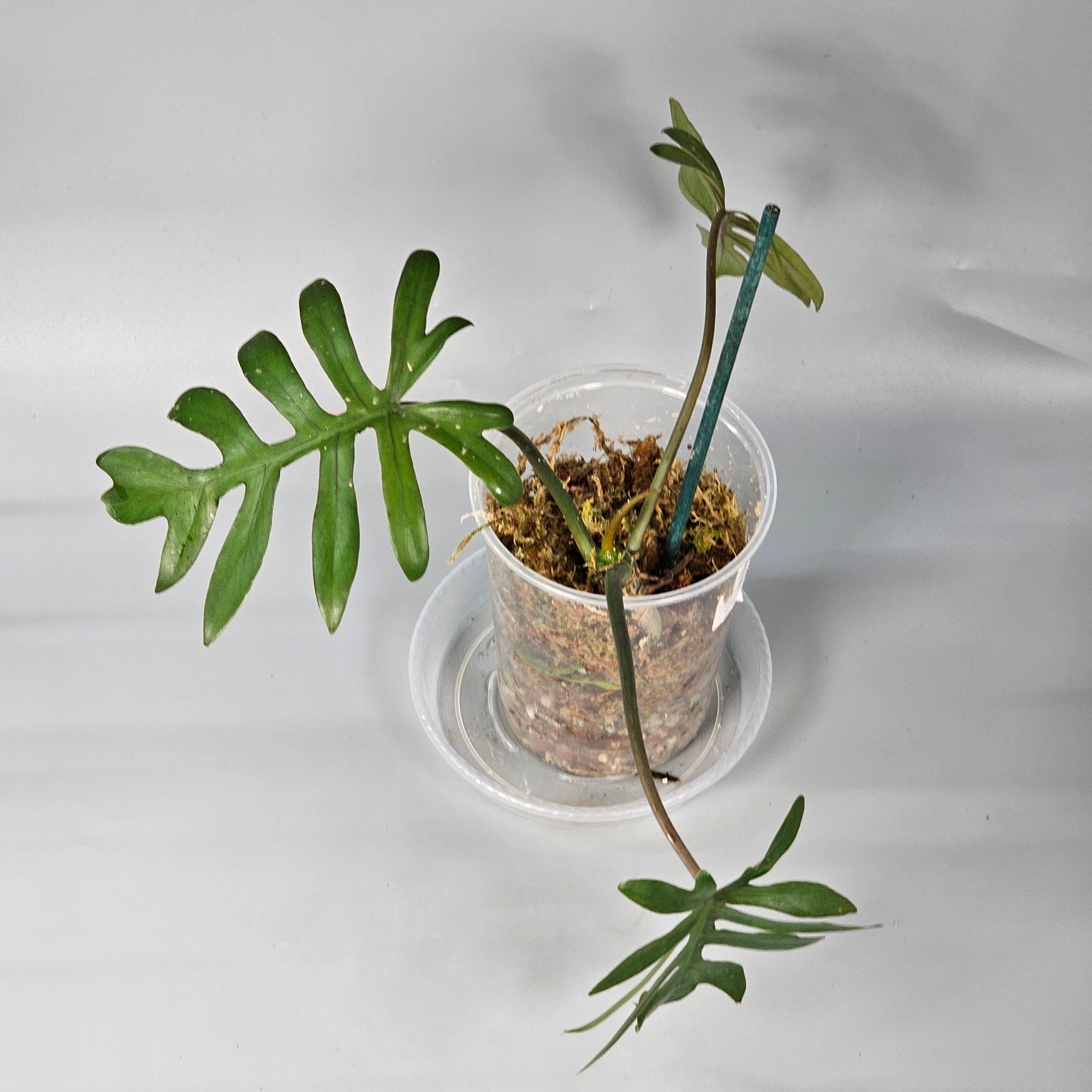 Philodendron Mayoi 1