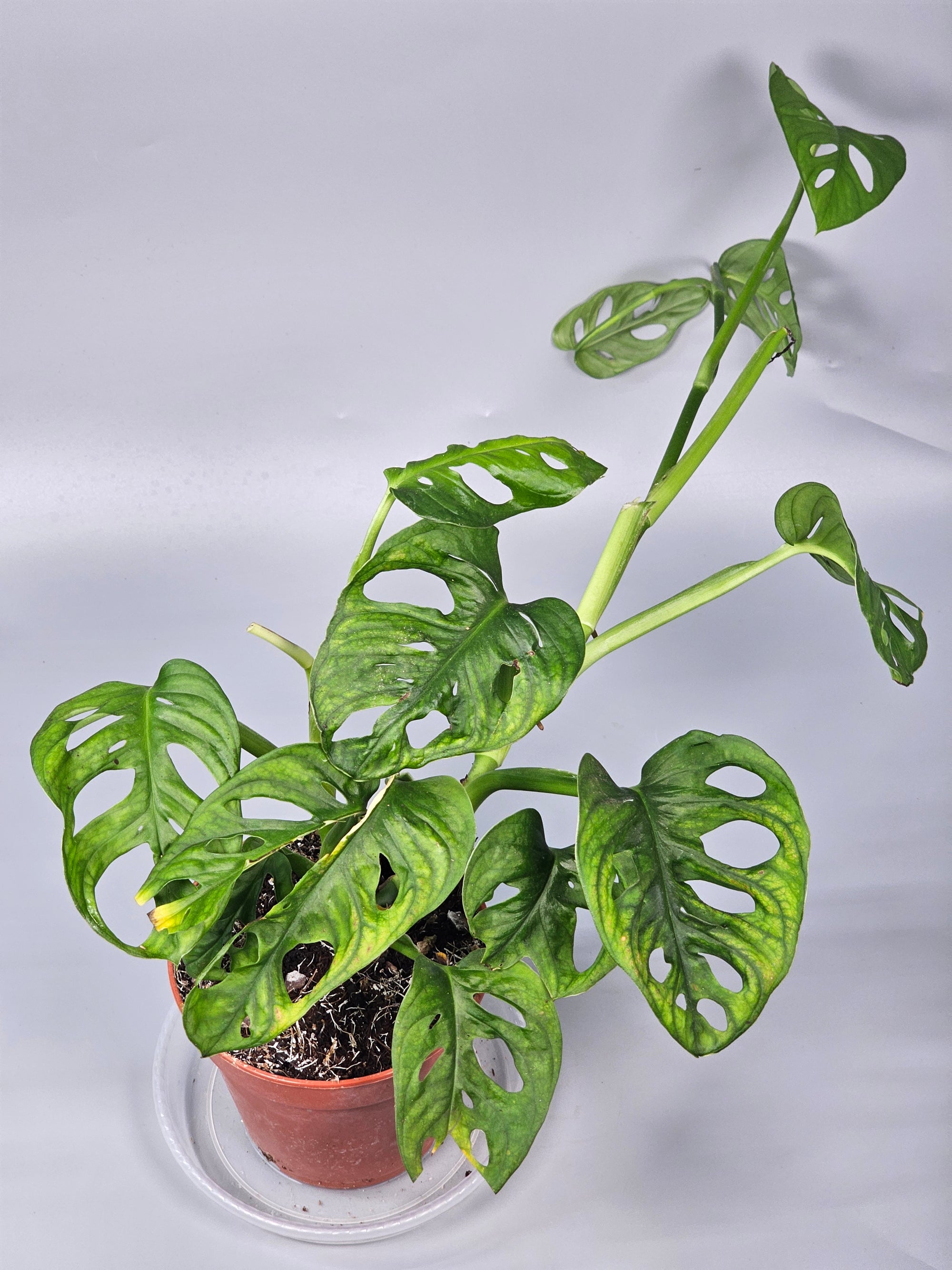 Monstera Adansonii 'variegata' - C | Rare Houseplants