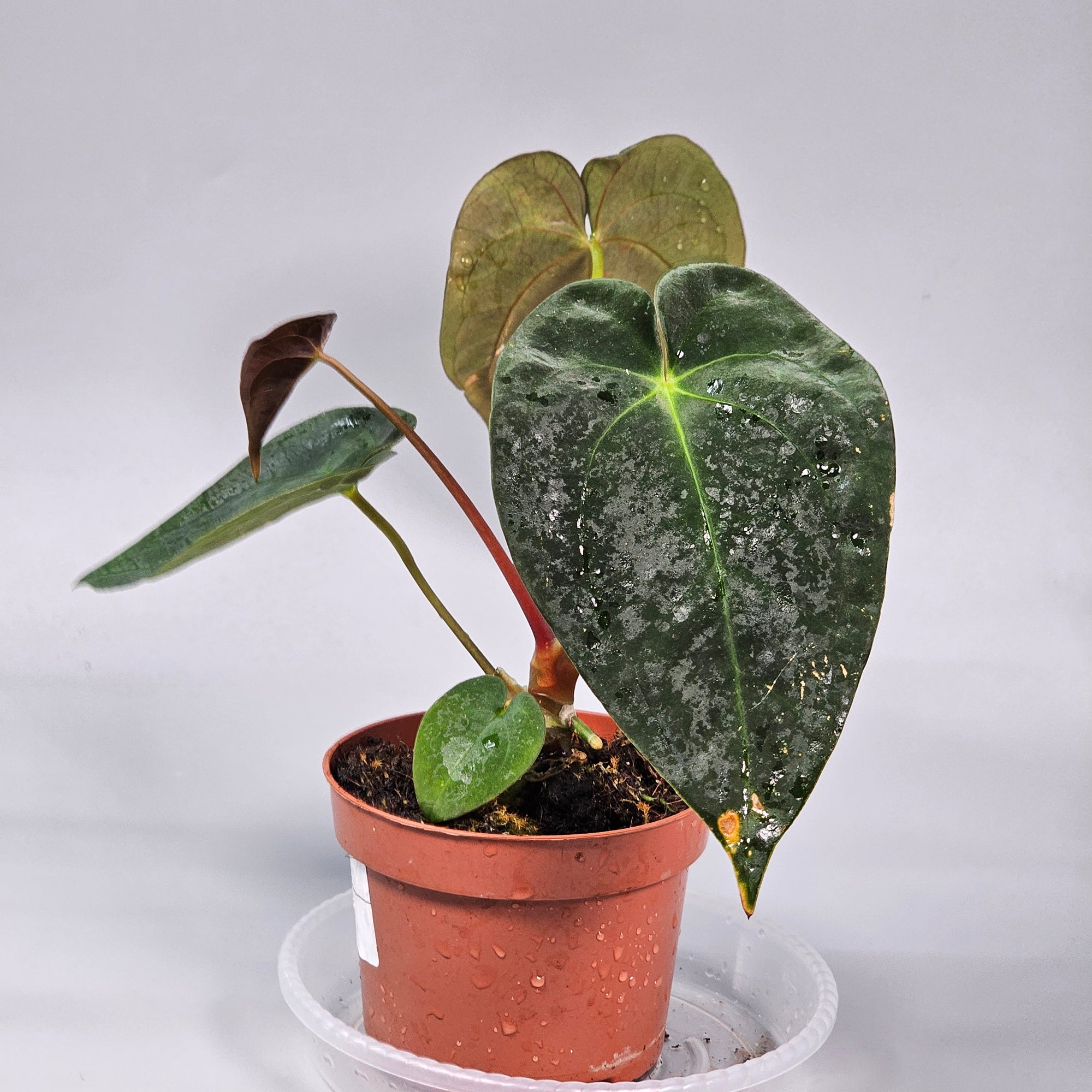 Anthurium Papillilaminum (P 10.5) - A