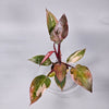 Philodendron Pink Princess L