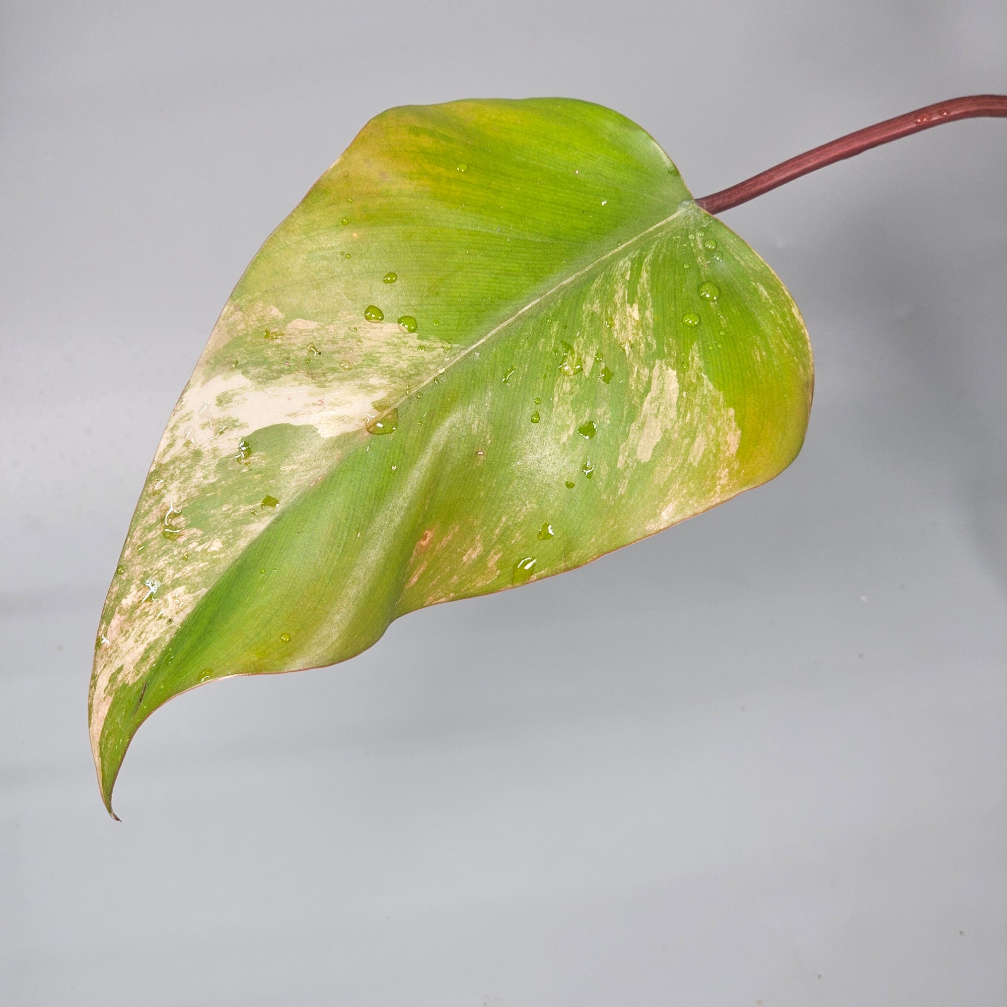 Philodendron Strawberry Shake