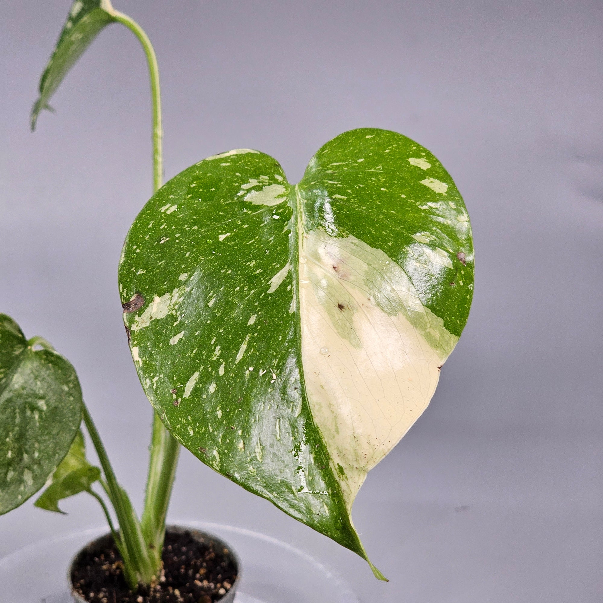 Monstera Thai Constellation