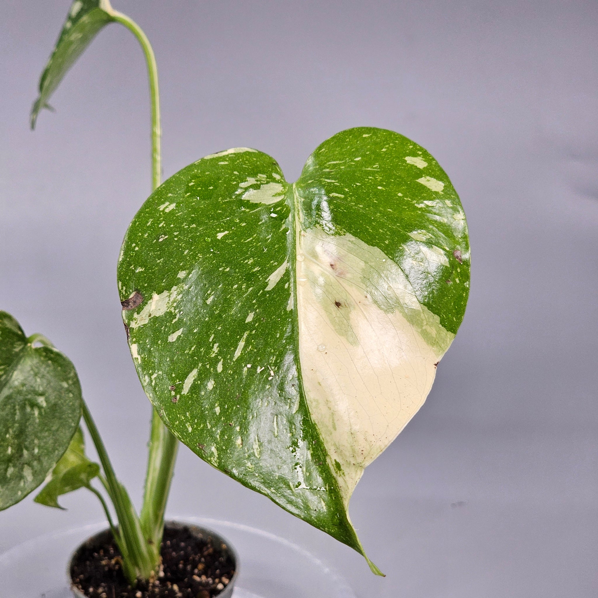Monstera Thai Constellation