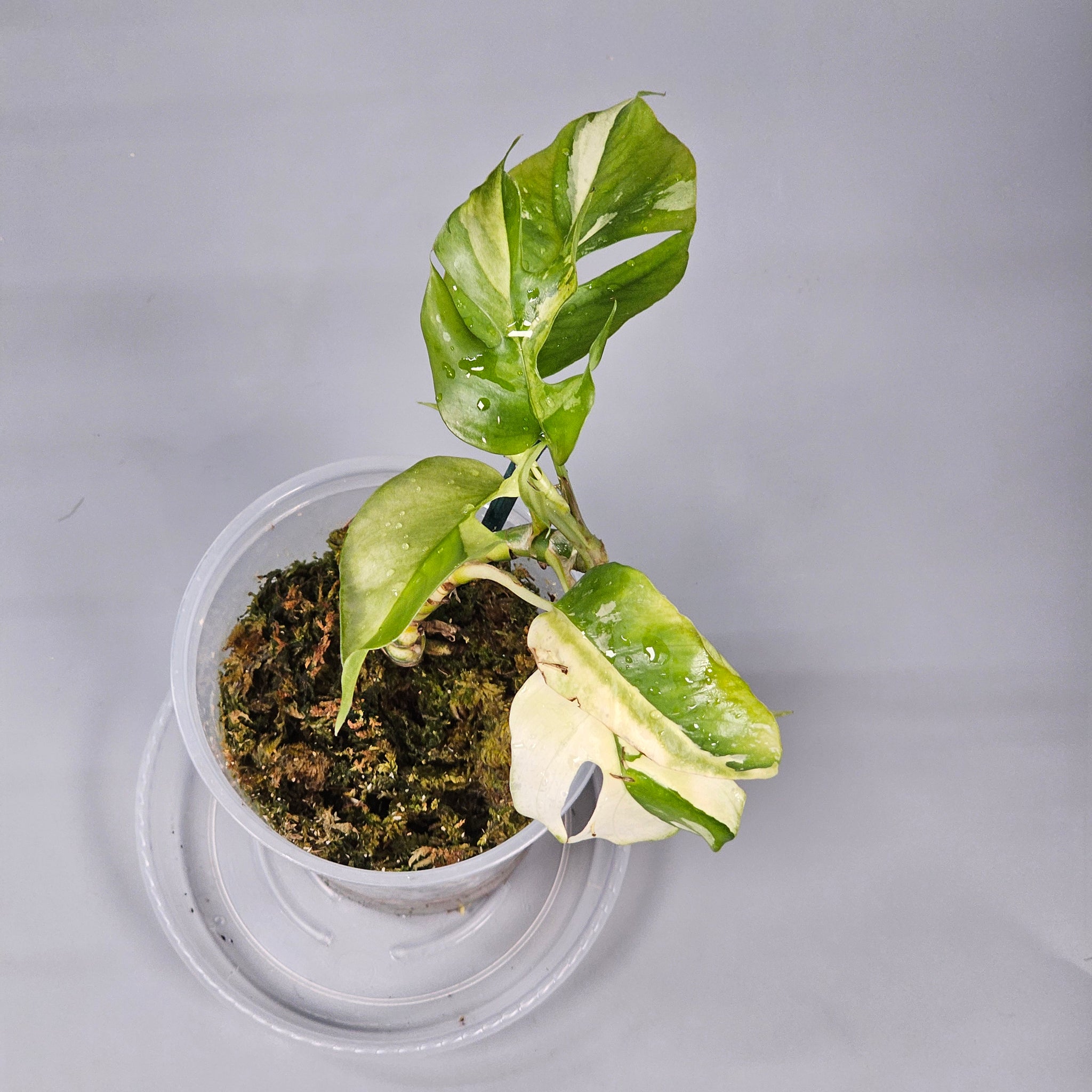 Rhapidaphora Tetrasperma