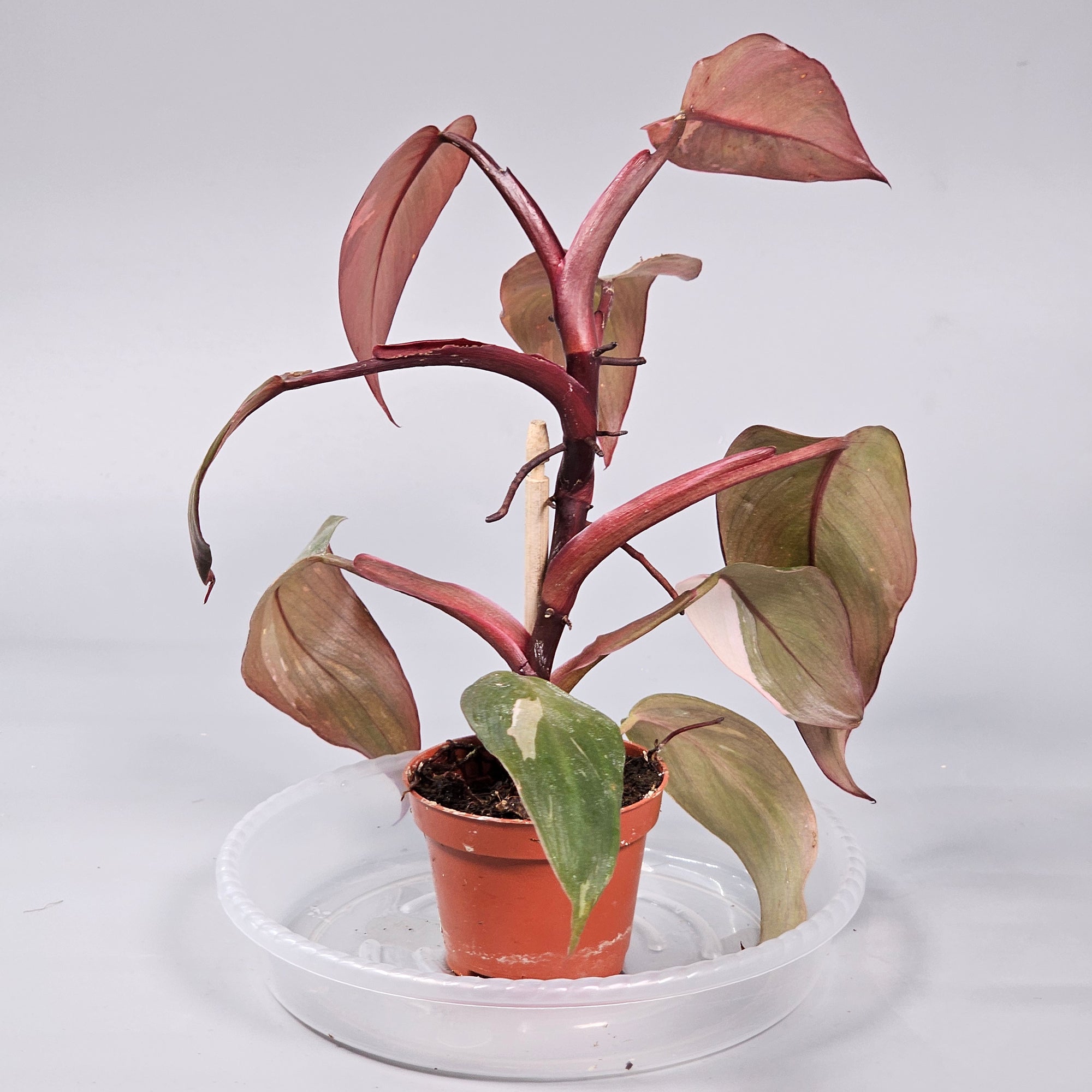 Philodendron 'Pink Princess' - G