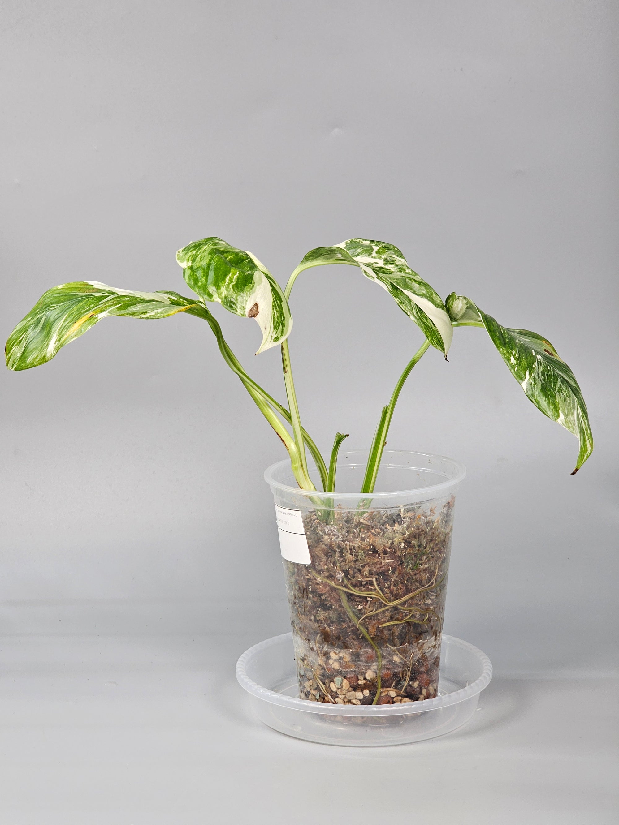 Monstera Lechleriana Variegated - D | Rare Houseplants