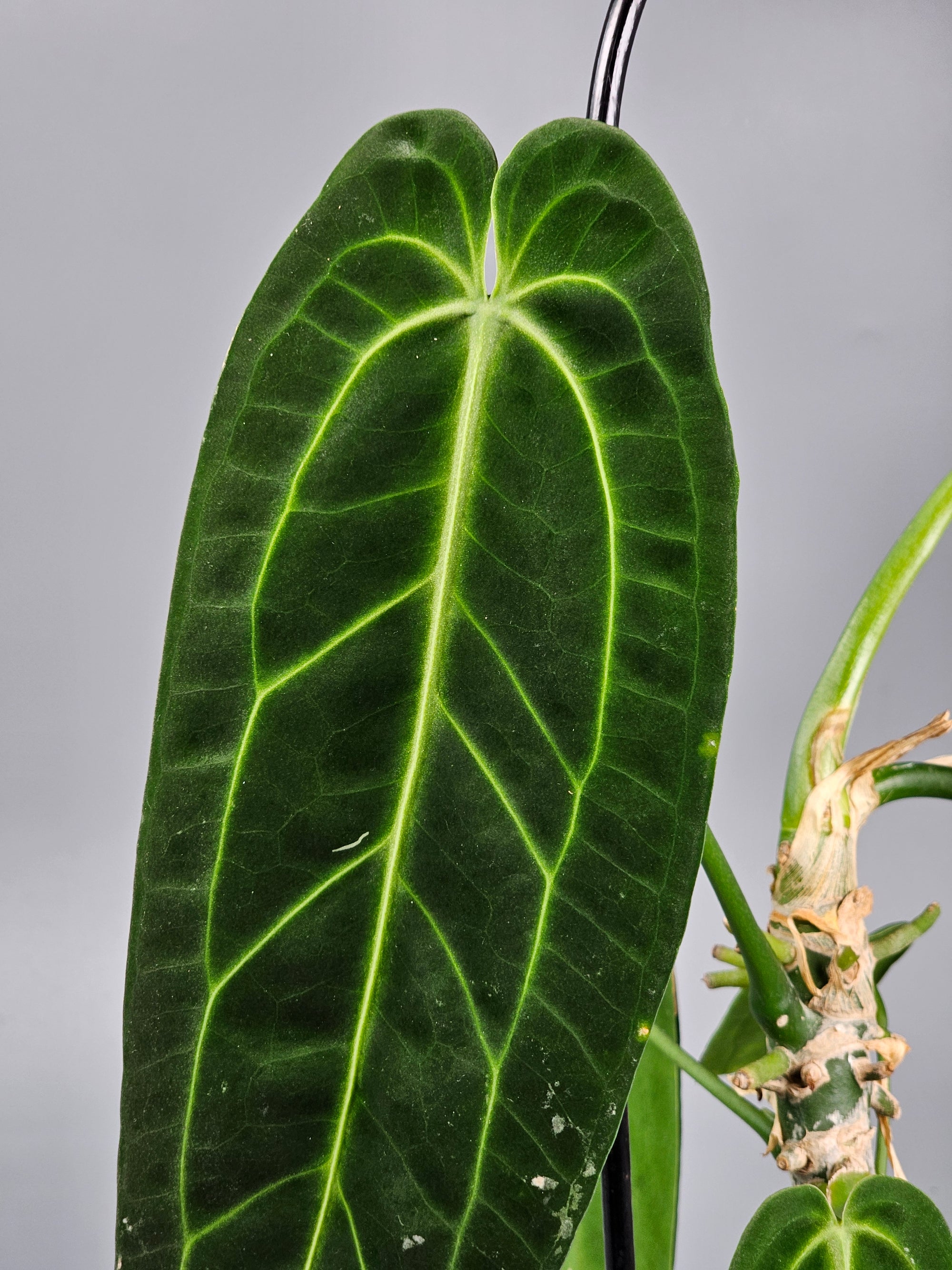 Anthurium Warocqueanum - F | Rare Houseplants
