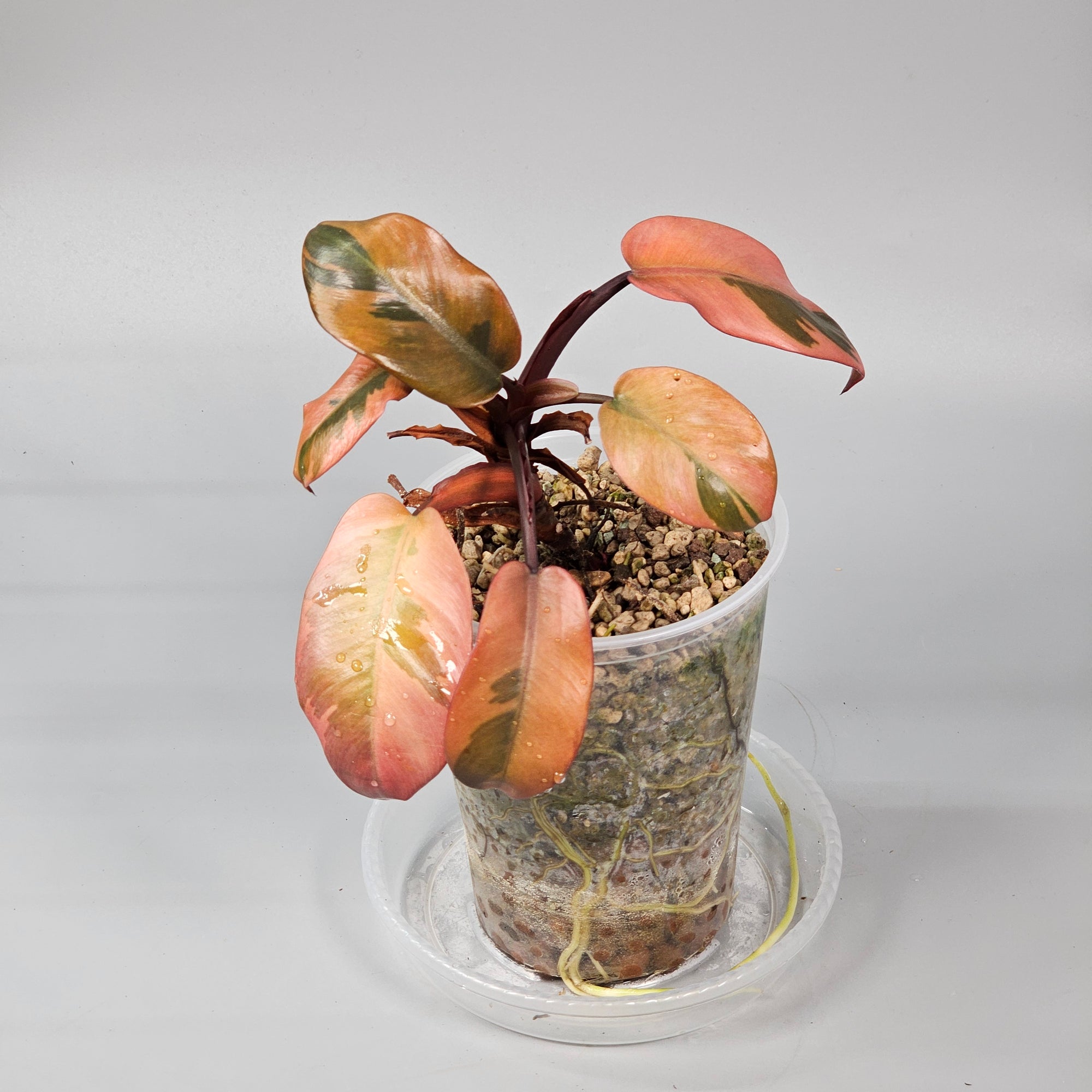 Philodendron black cardinal variegated 1