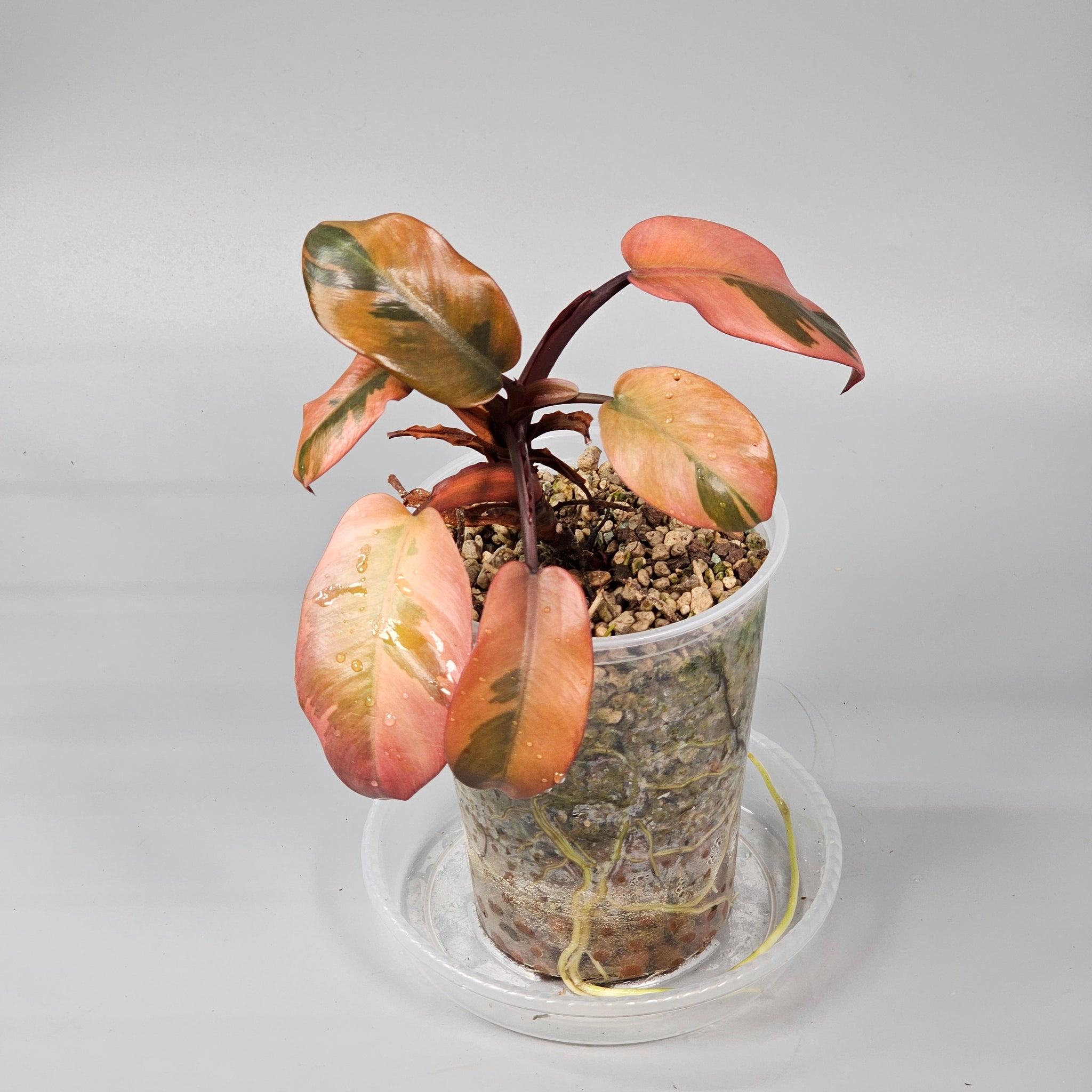 Philodendron black cardinal variegated 1