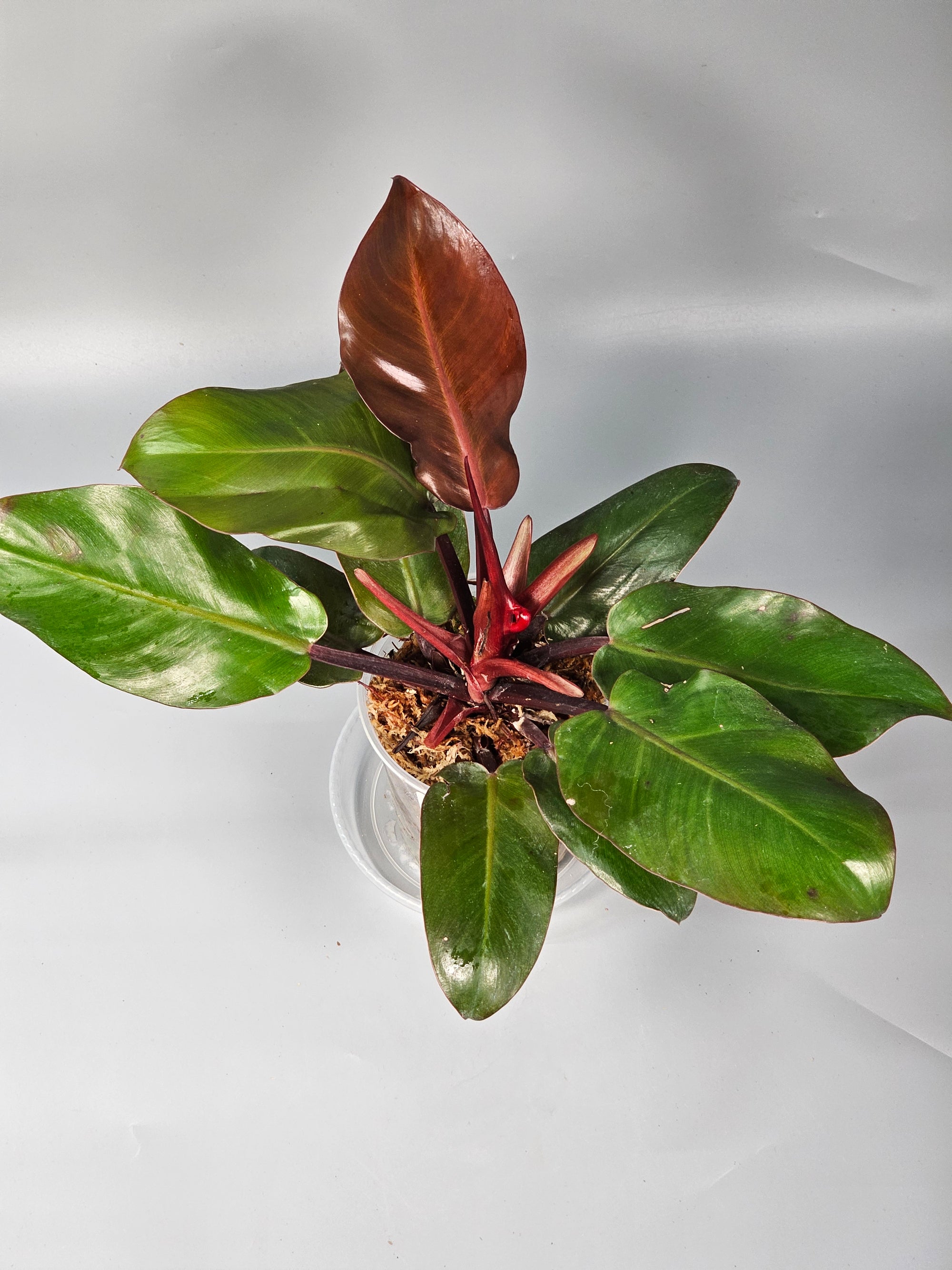 Philodendron Cherry Red - A | Rare Houseplants