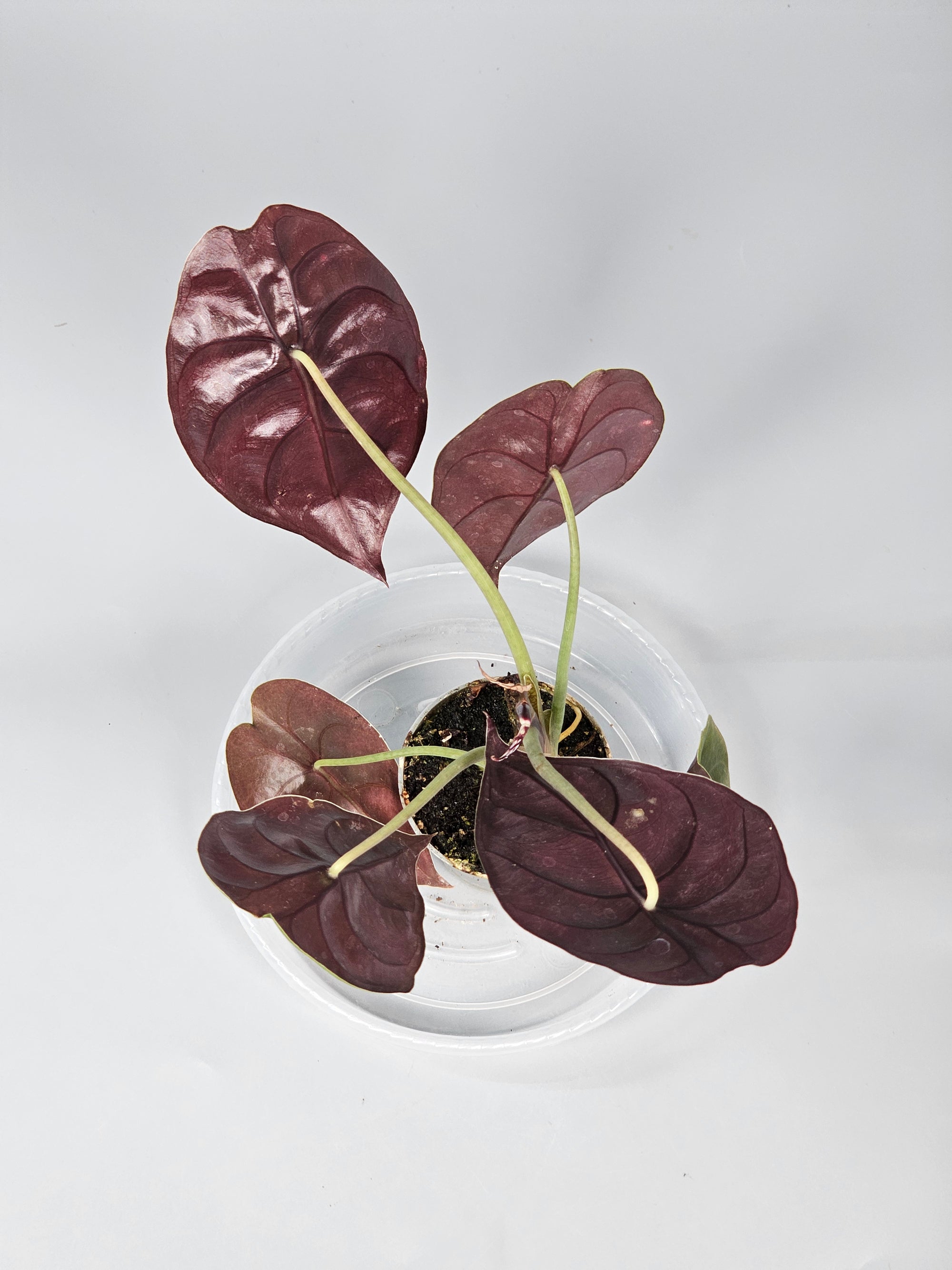 Alocasia Cuprea 'red Secret' - I | Rare Houseplants