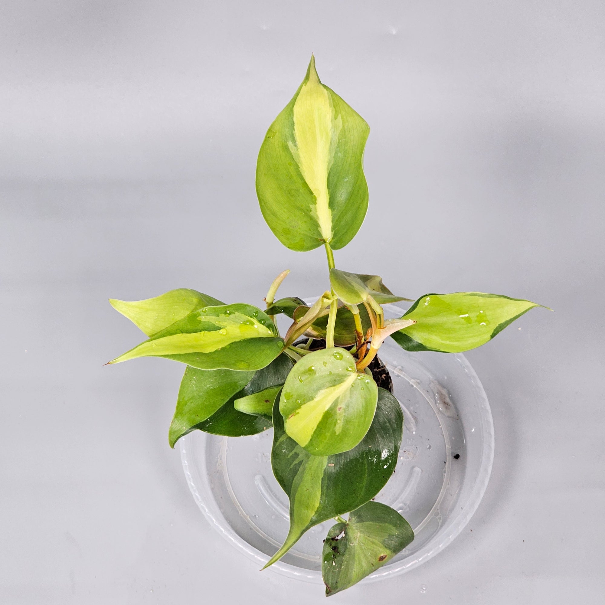 Philodendron Scandens Brasil