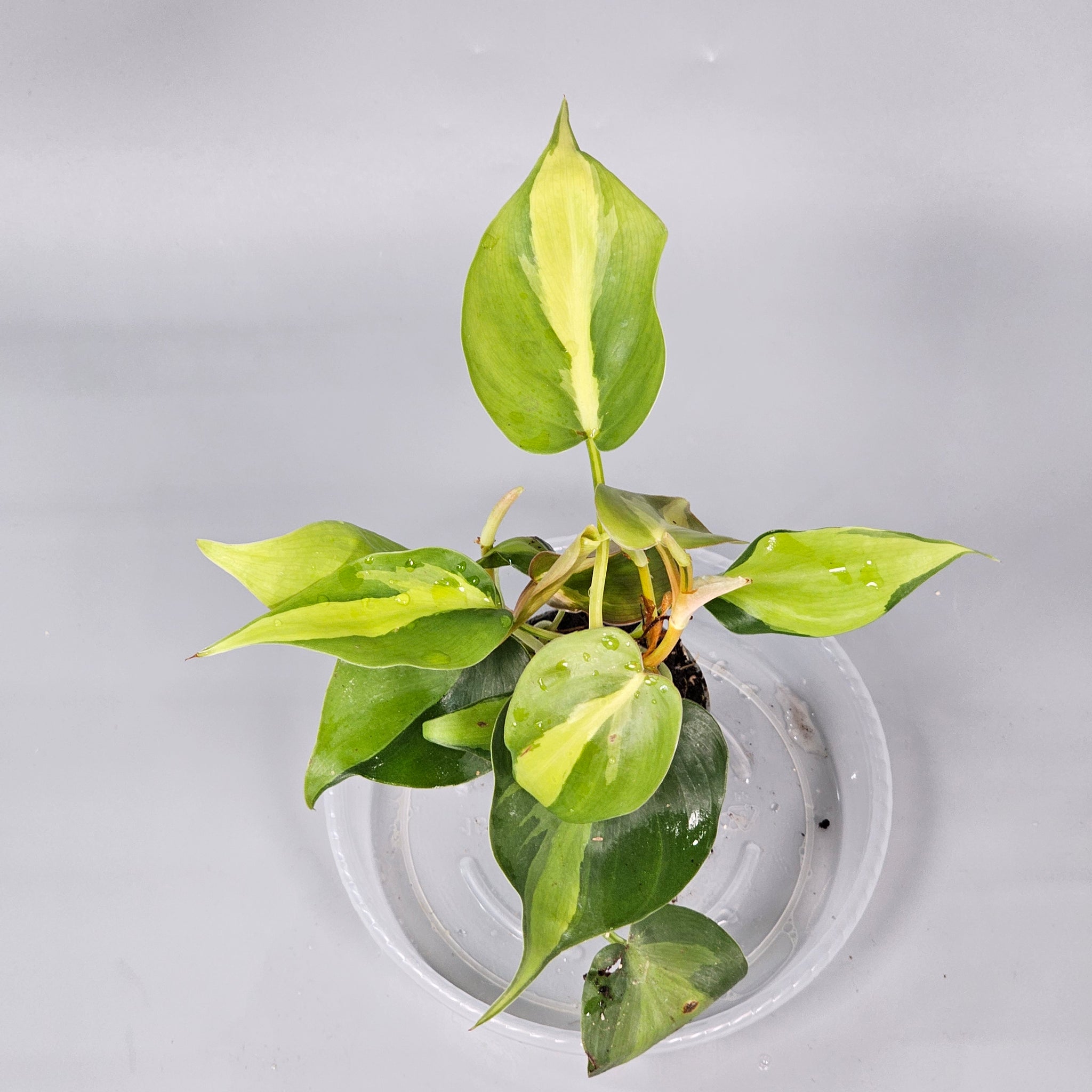 Philodendron Scandens Brasil
