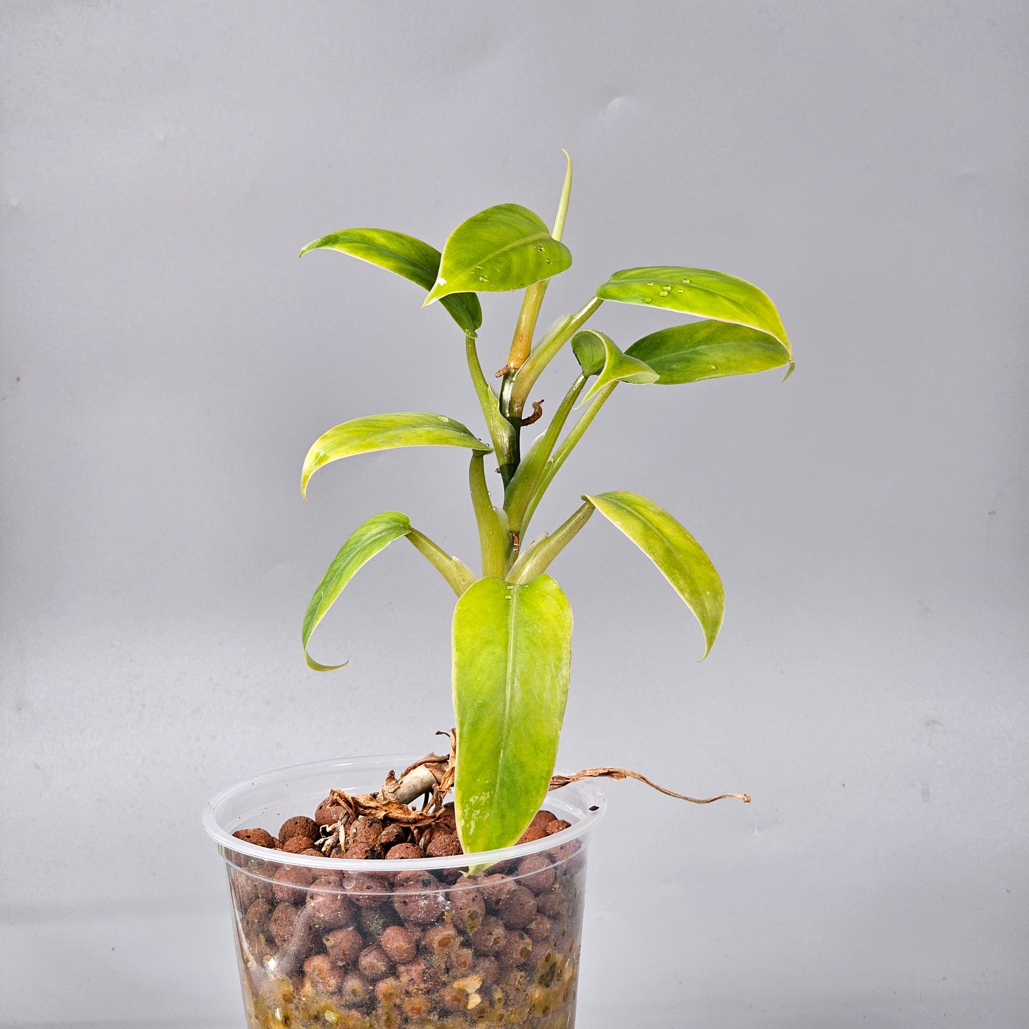 Philodendron Domesticum reverted 1