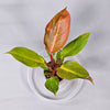 Philodendron Cherry Red
