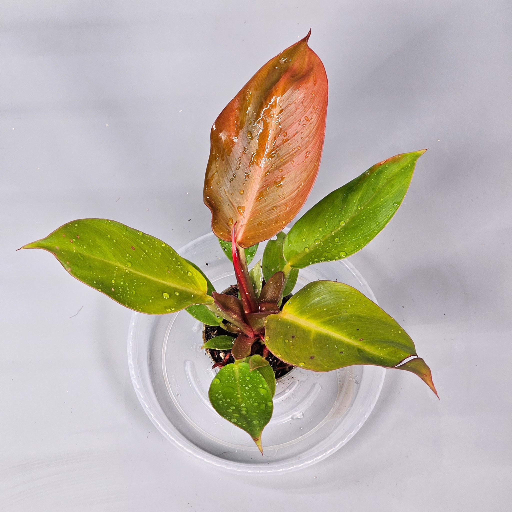 Philodendron Cherry Red