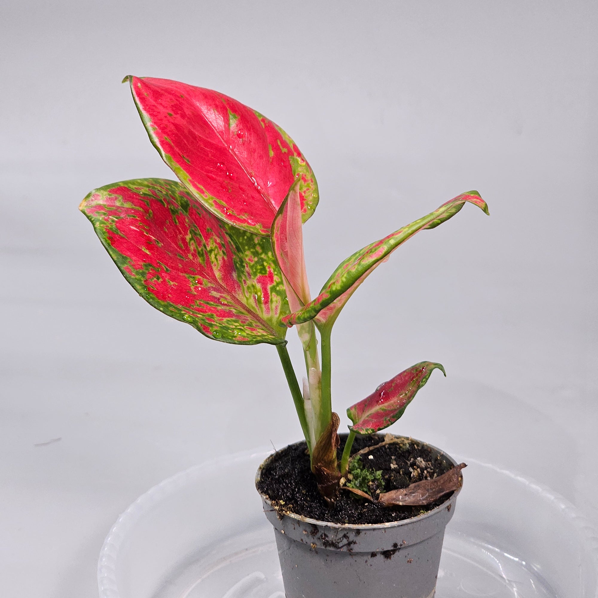 Aglaonema Red Zircon