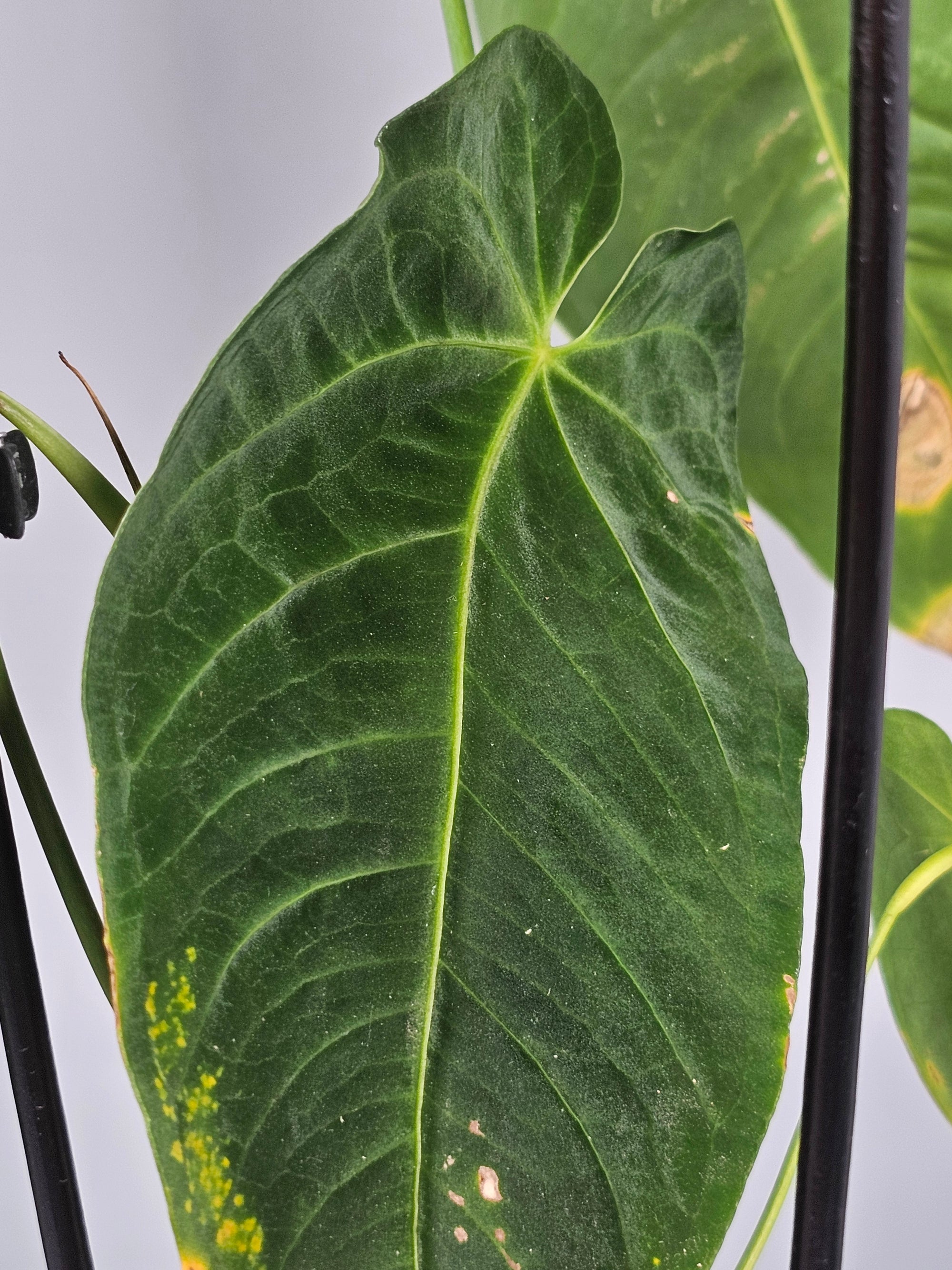 Anthurium Queremalense - B | Rare Houseplants